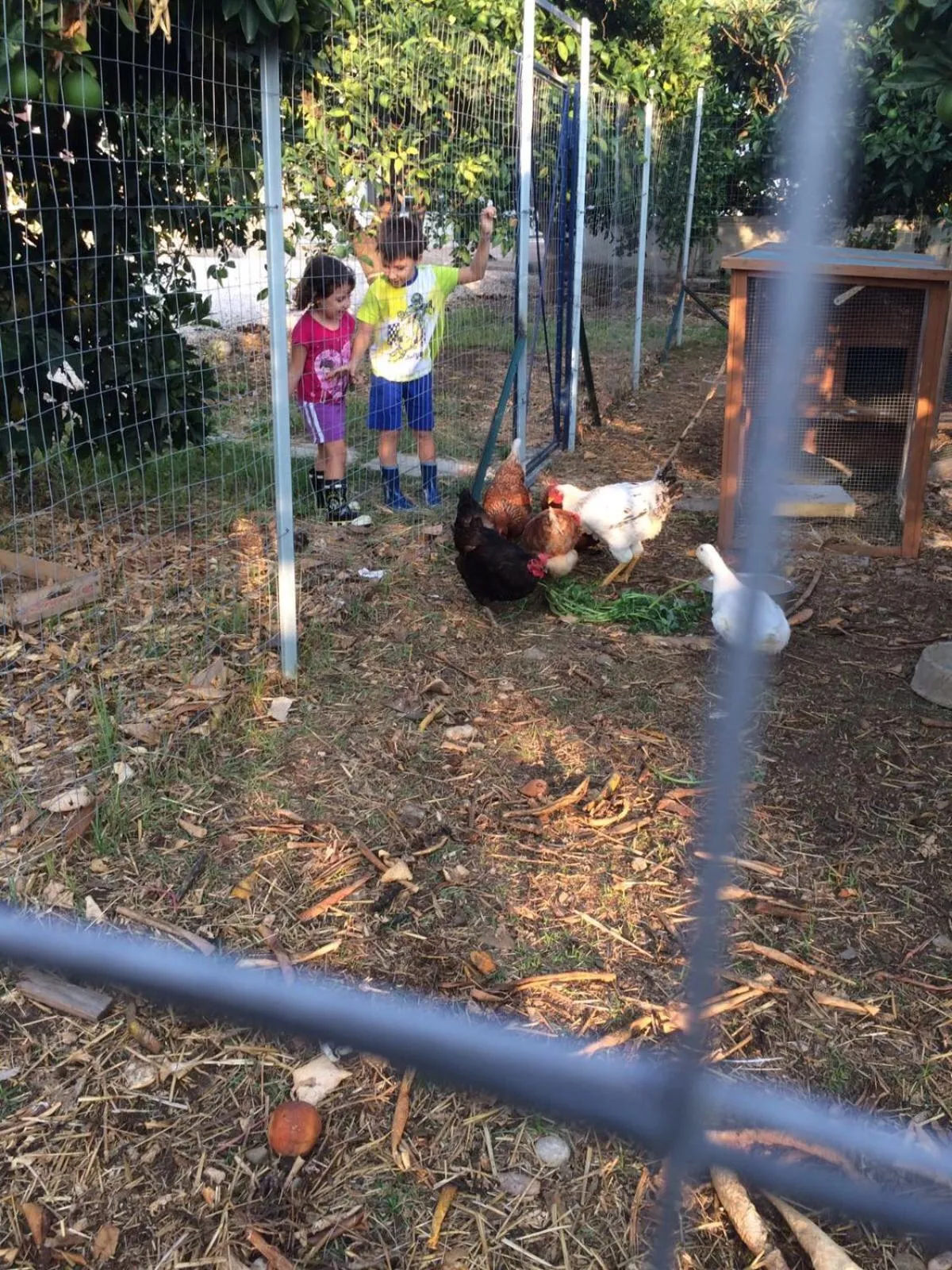 Animals in All'ombra del Carrubo - Metaponto