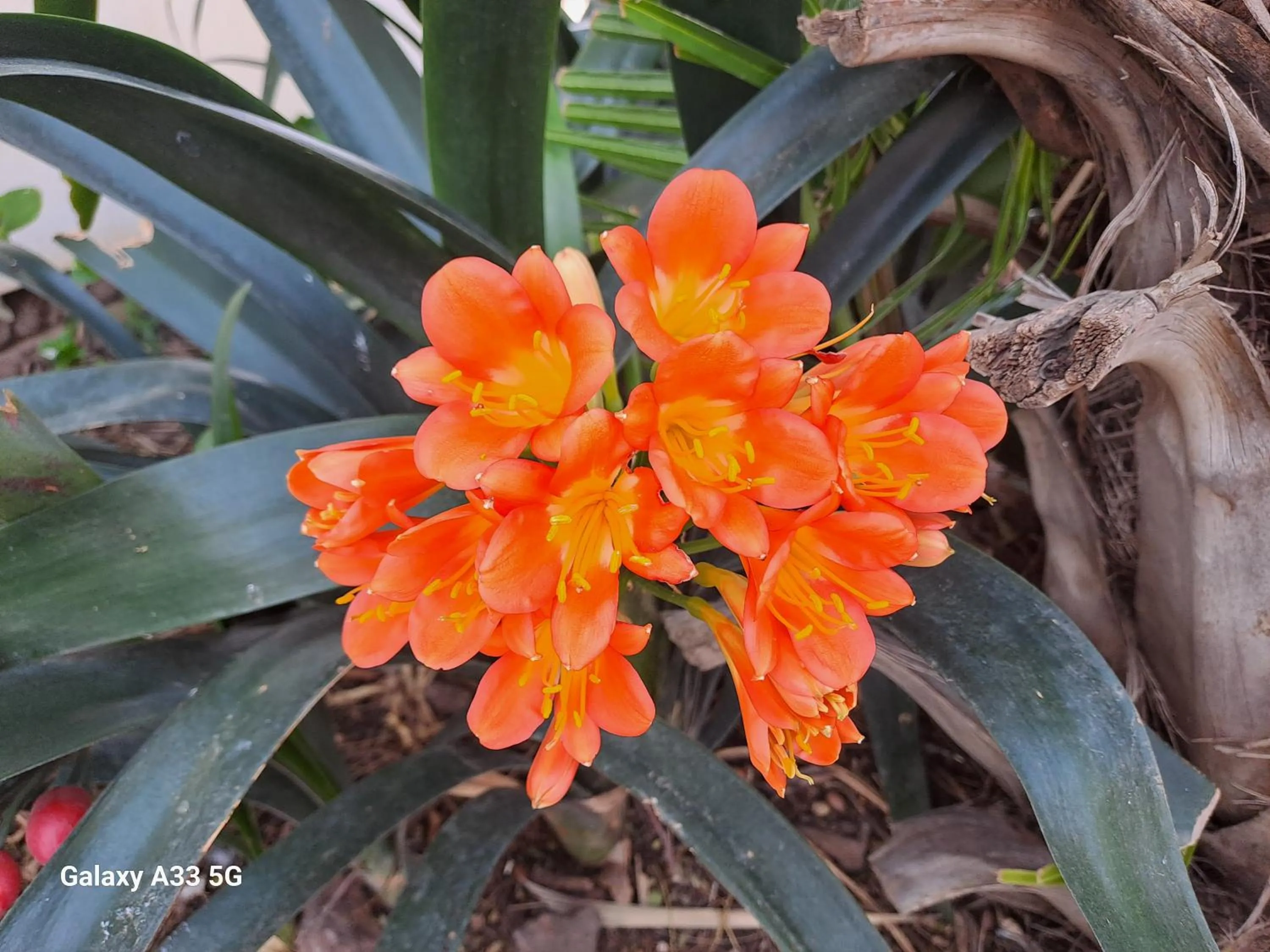 The Golden Grape B&B