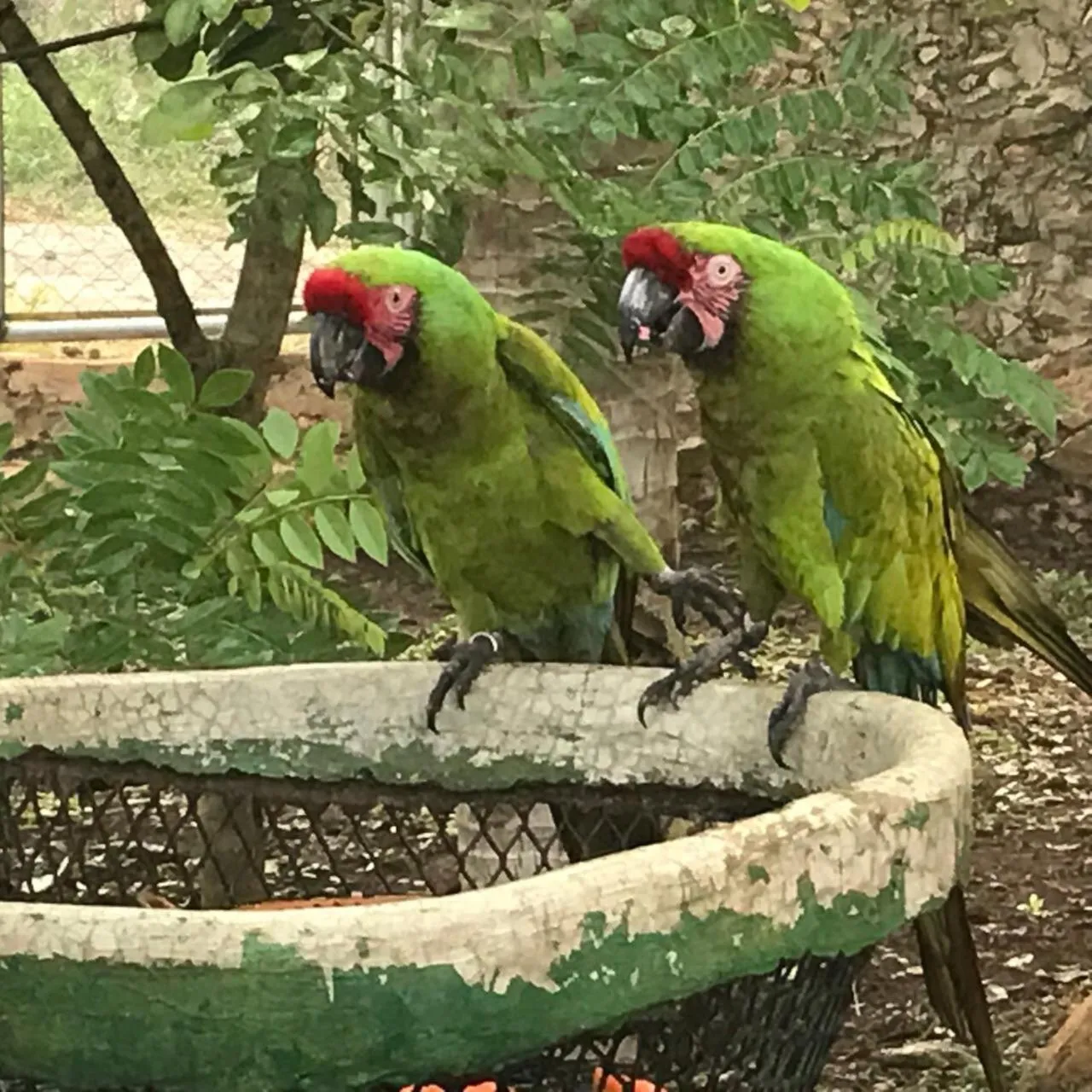 Animals in Villas Vallazoo