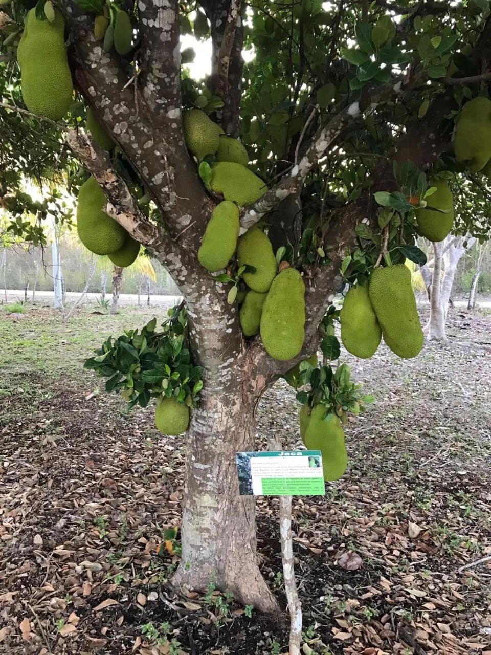 Garden in Villas Vallazoo