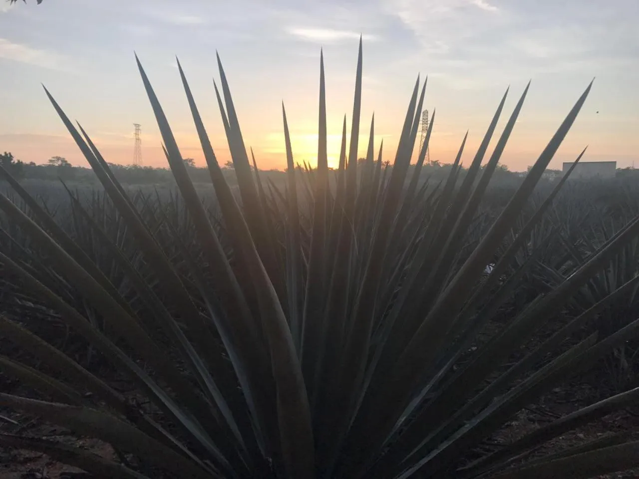 Garden in Villas Vallazoo