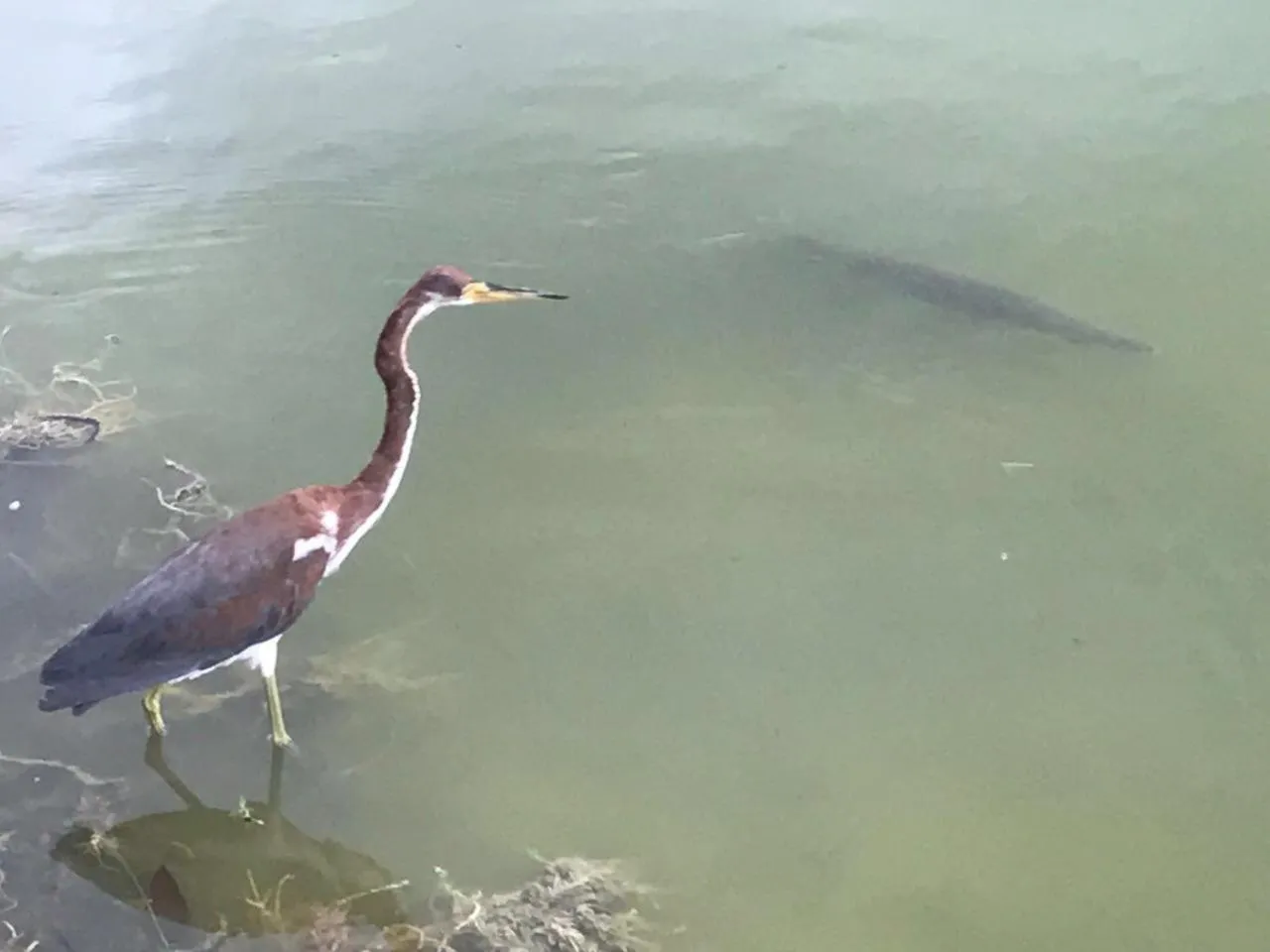 Animals in Villas Vallazoo