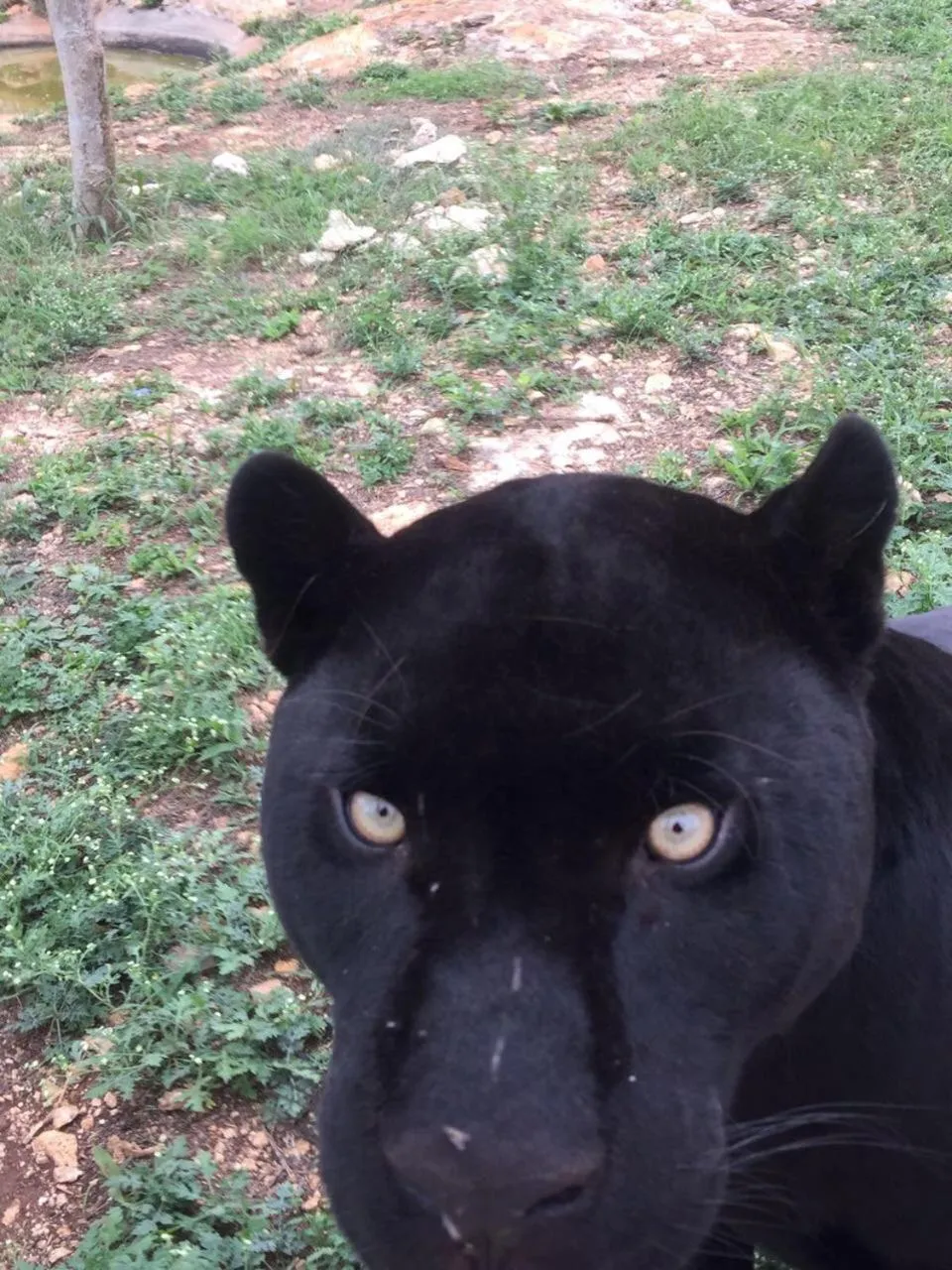 Animals in Villas Vallazoo