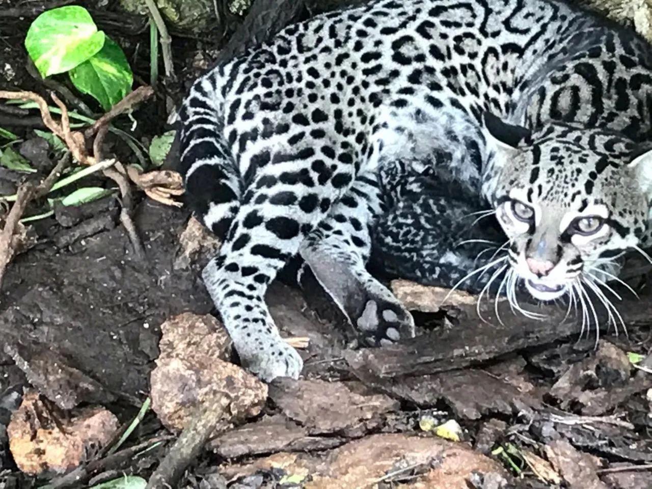 Garden in Villas Vallazoo