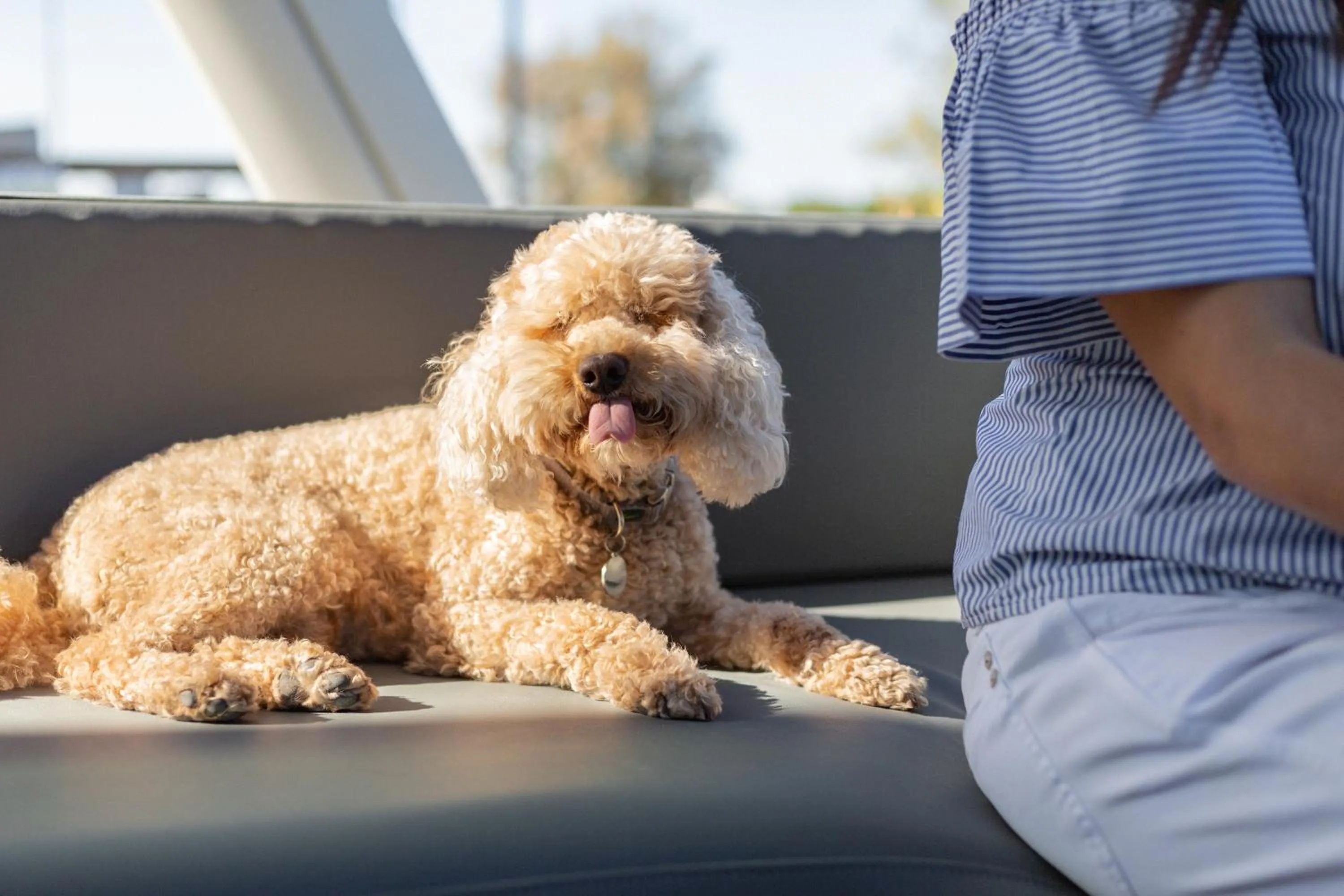 Animals in Hotel Commodore