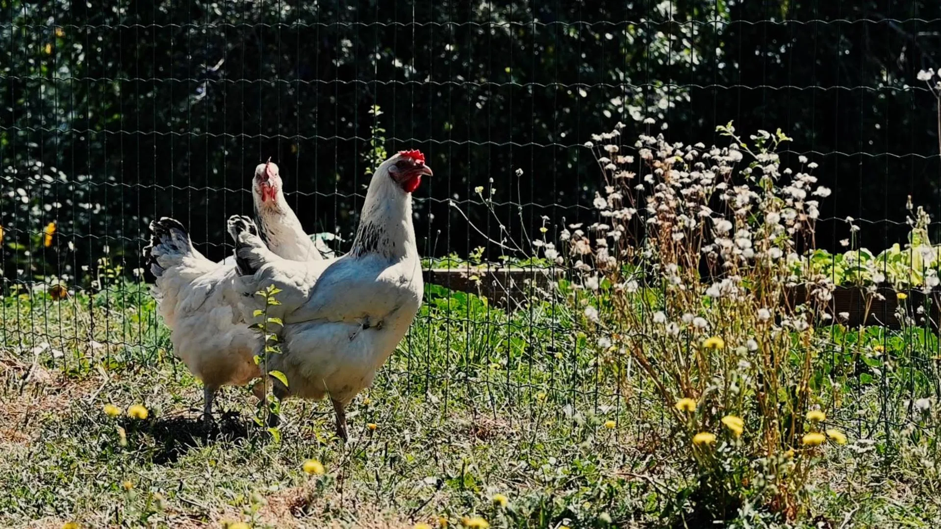 Pets in Chambres d'Hôtes Maison Balady