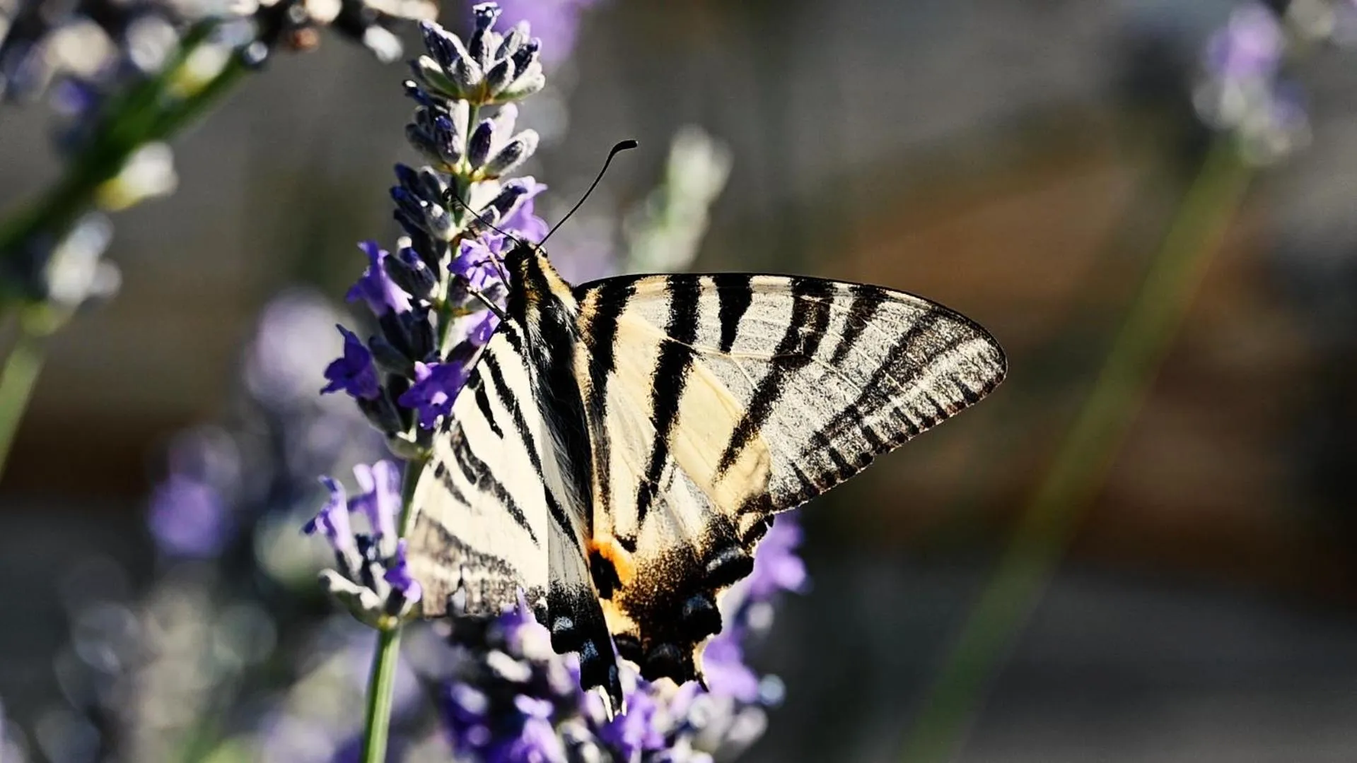 Natural landscape in Chambres d'Hôtes Maison Balady