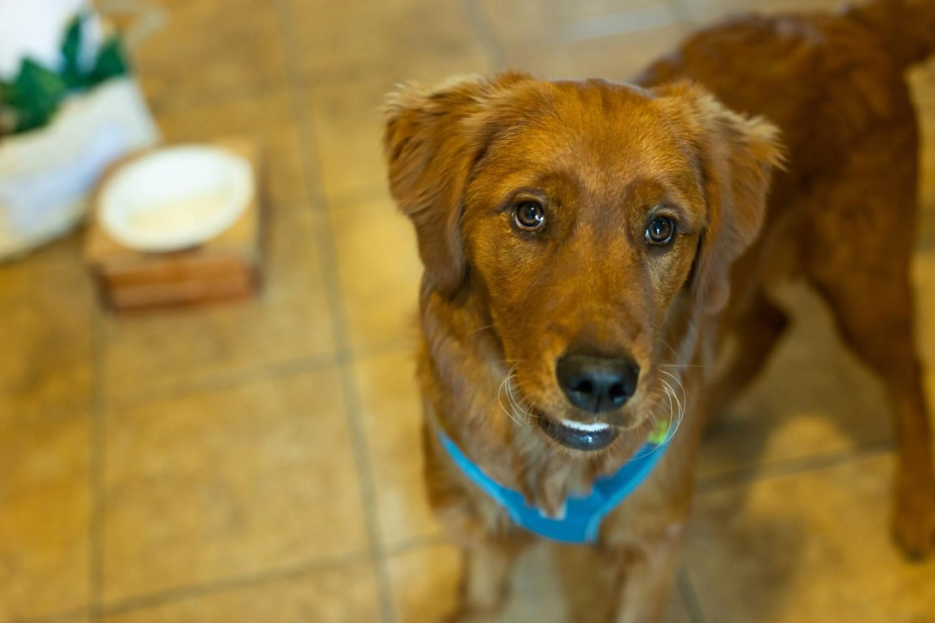 Pets in Inn on Long Lake