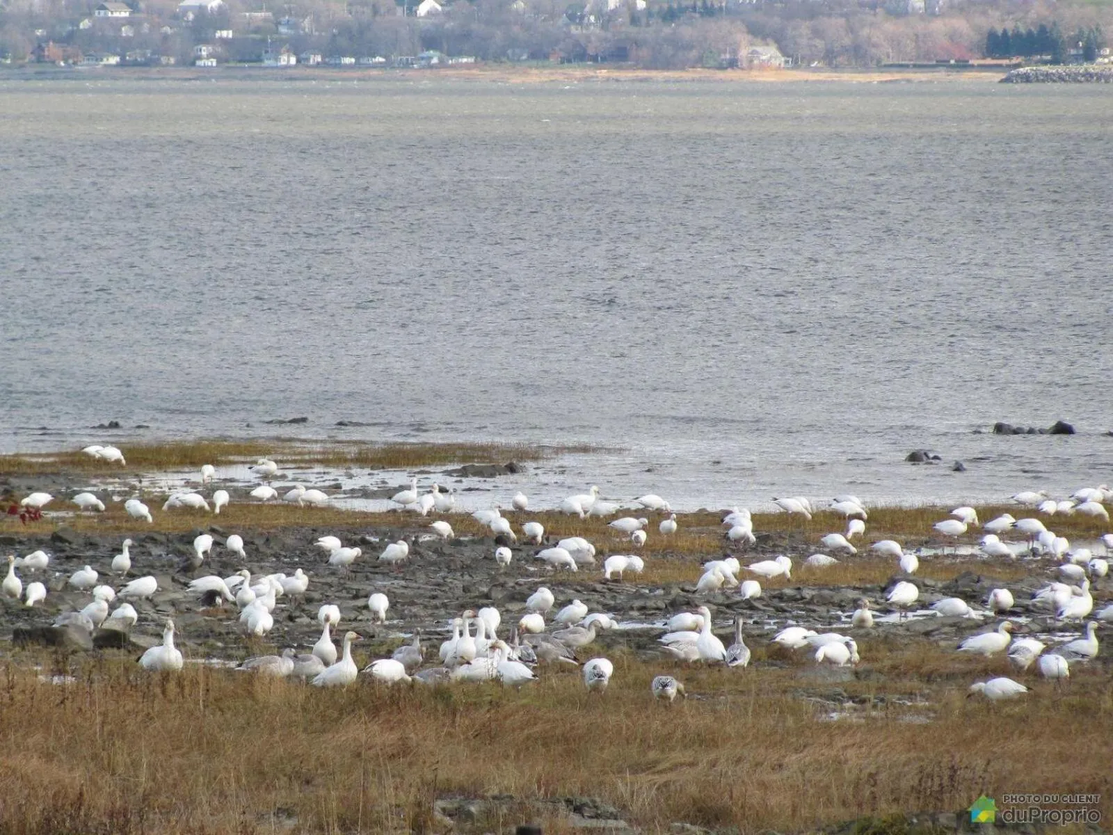 Natural landscape in Villa by the Water 23 beds 9 baths Pool billard Hot Tub 15 min Old Quebec