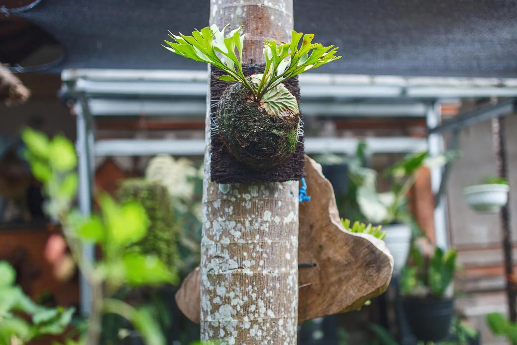 Garden in Alas Petulu Villa Resort and Spa