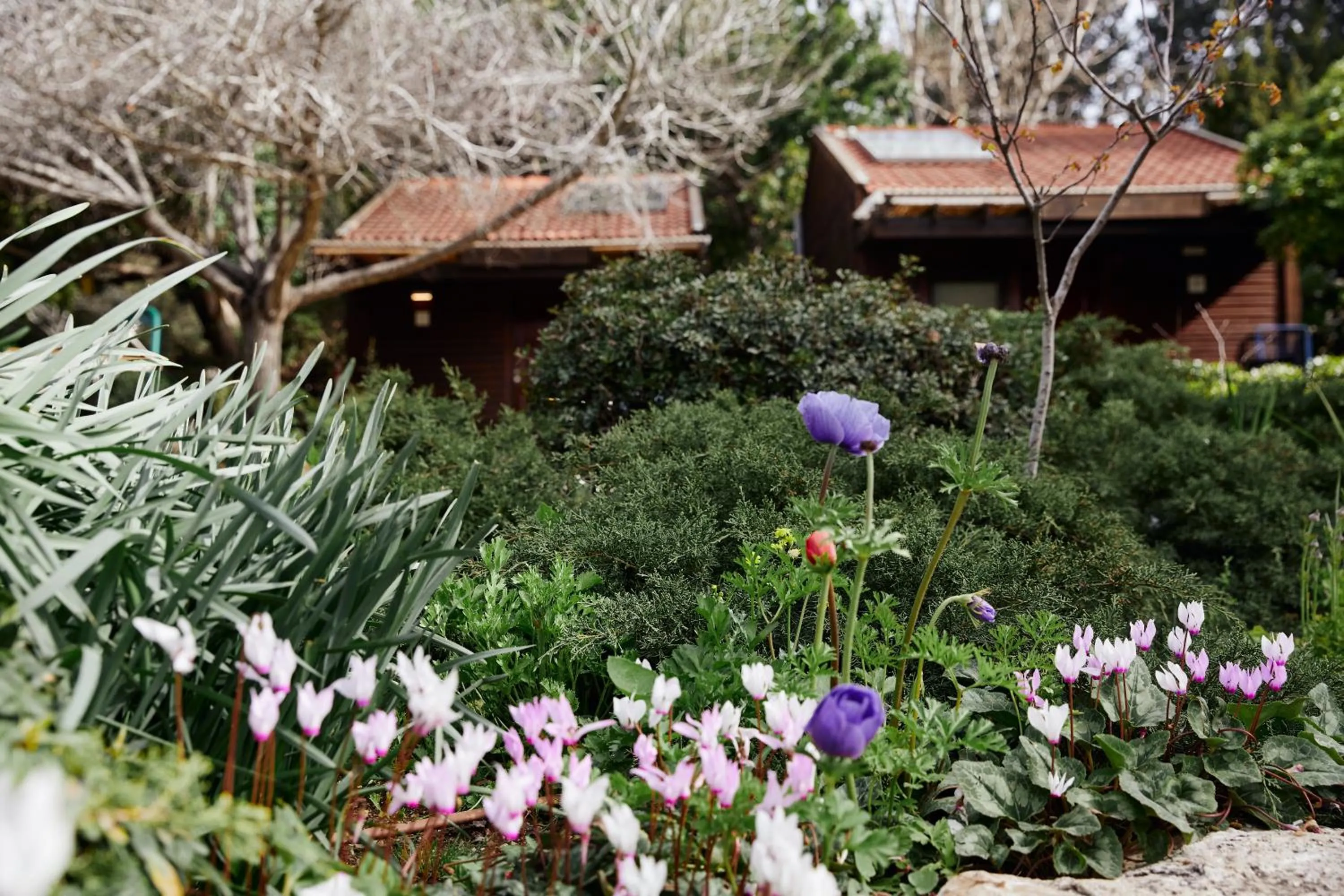 Garden view in Zohar Badeshe