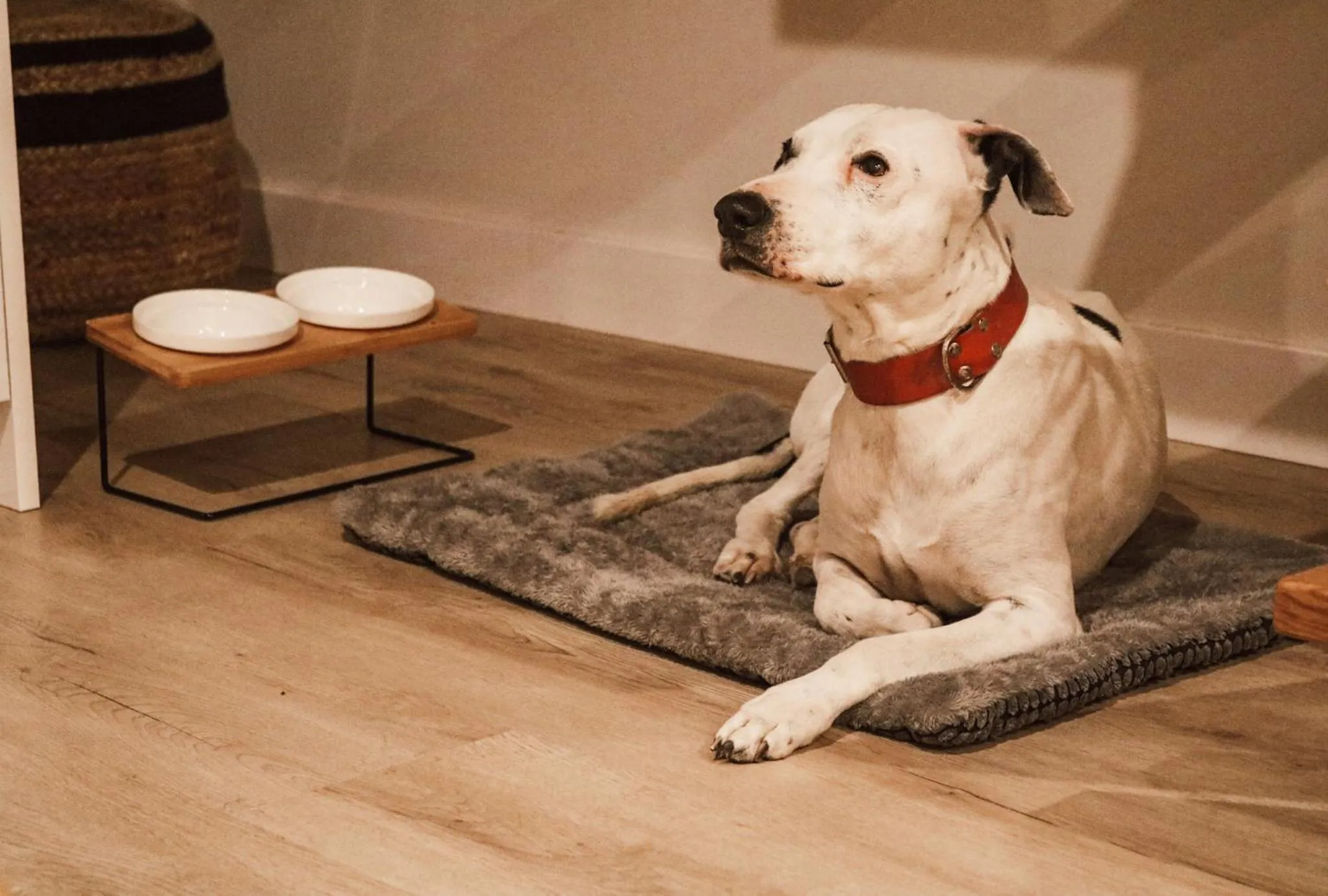 Animals in Apartamentos Málaga Premium - Calle San Telmo