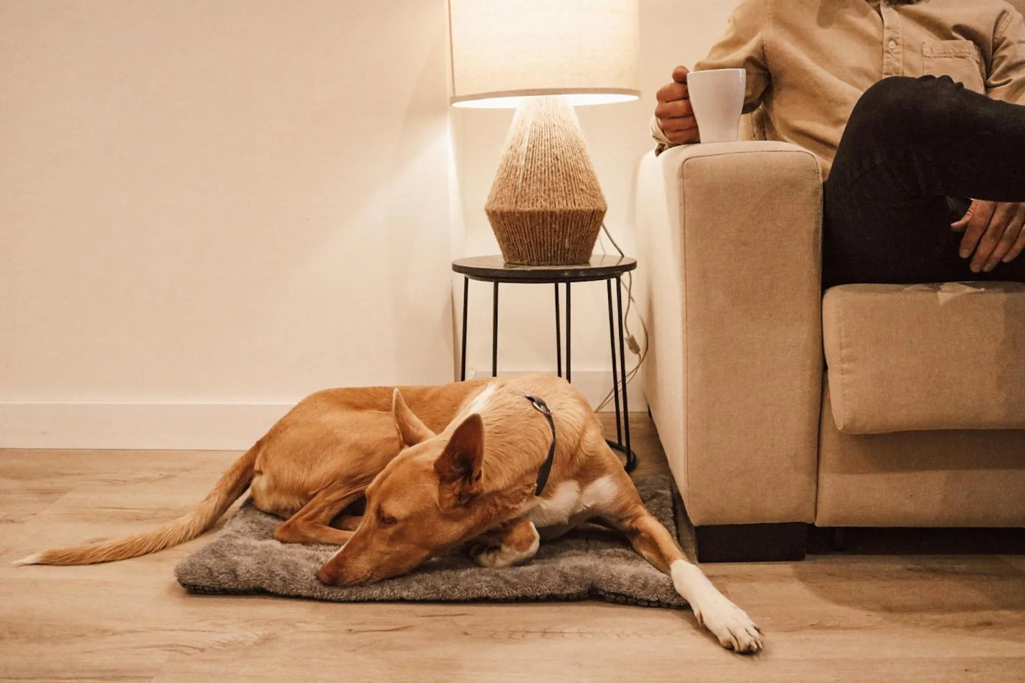 Animals in Apartamentos Málaga Premium - Calle San Telmo