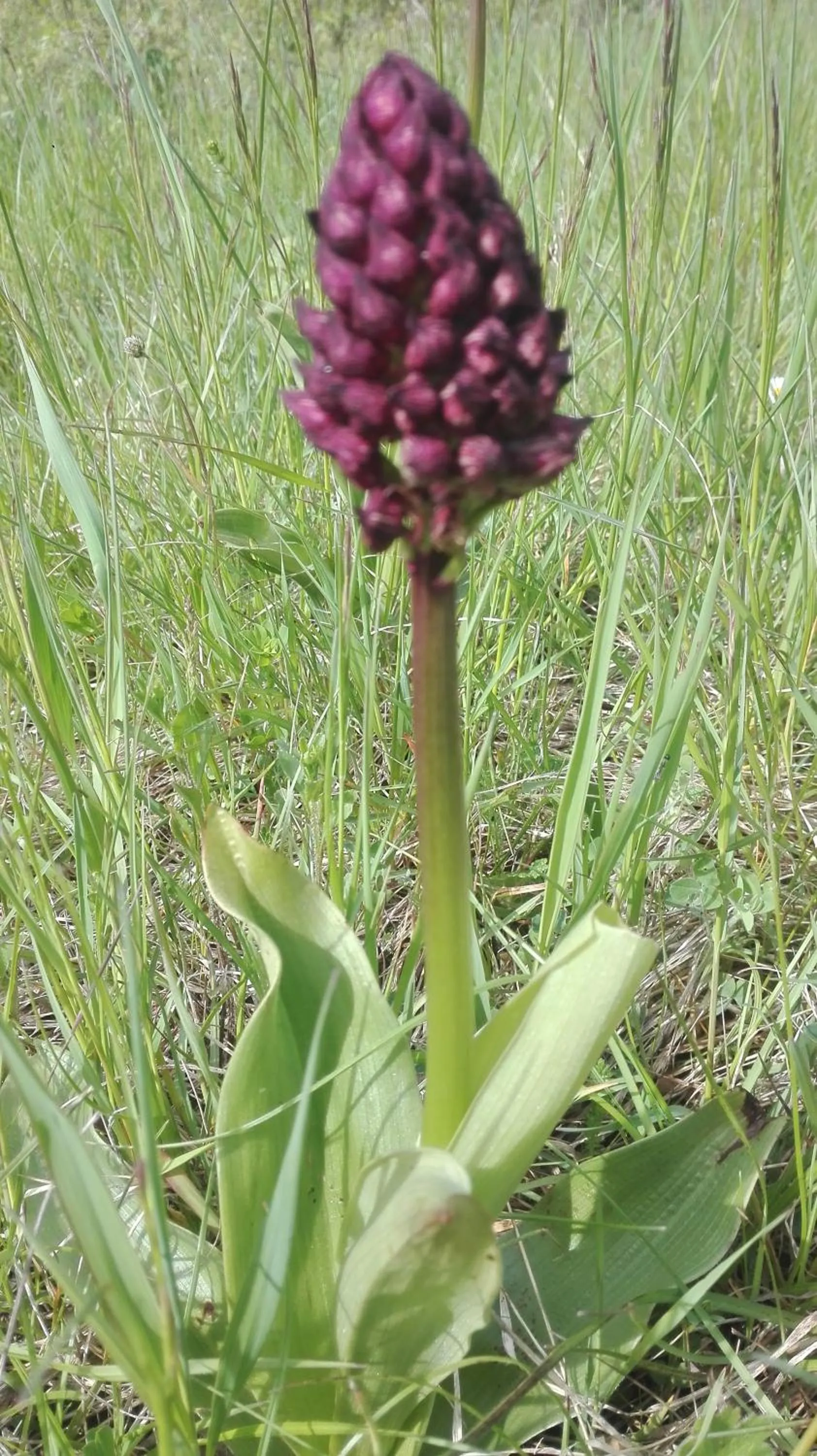 Spring in Prati dei Campassi