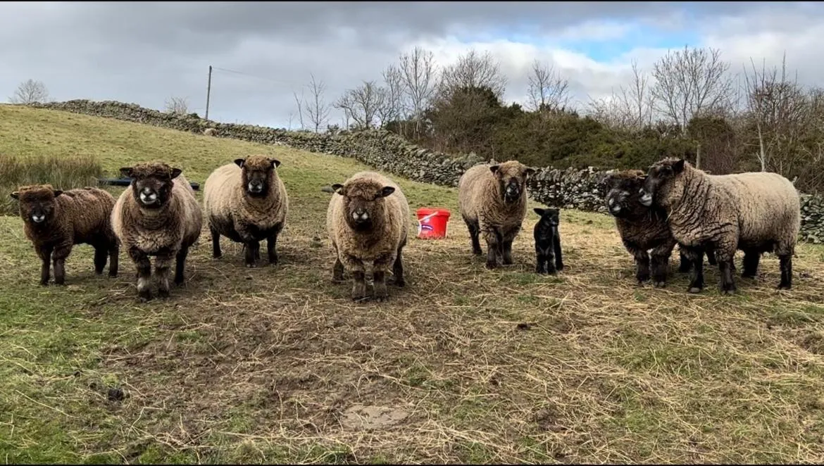 Animals in Rosie's Barn