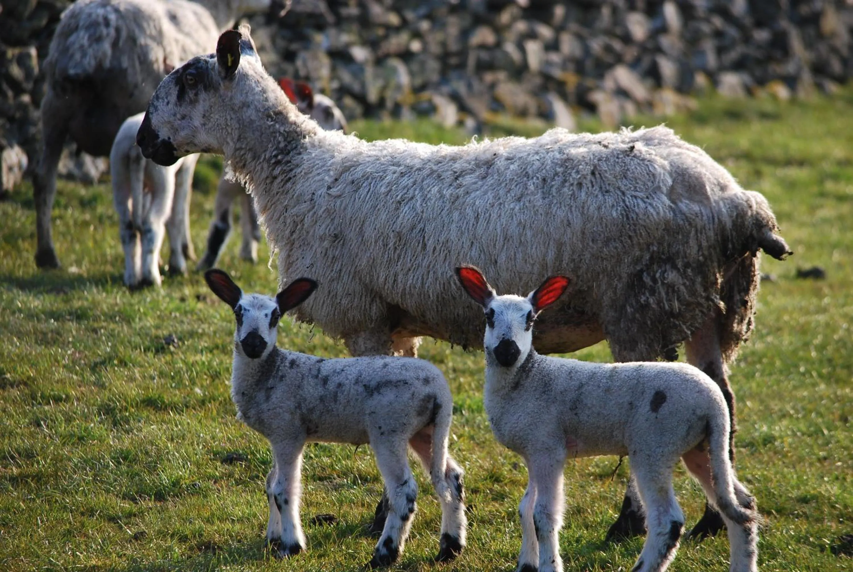 Animals in Rosie's Barn