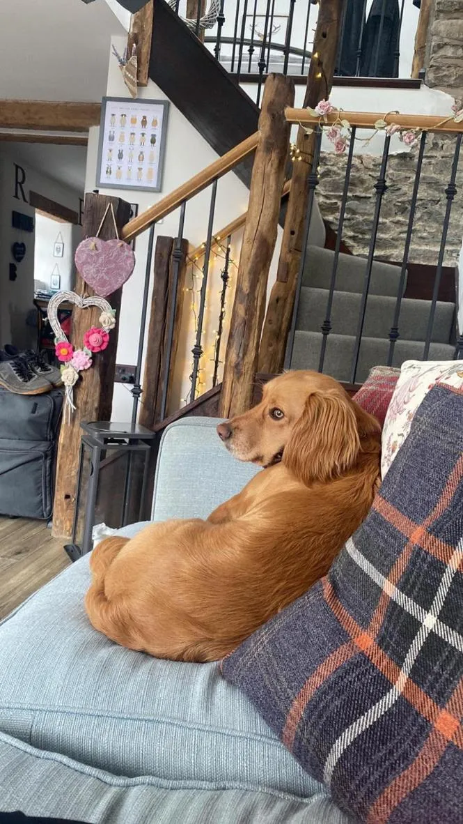 Pets in Rosie's Barn