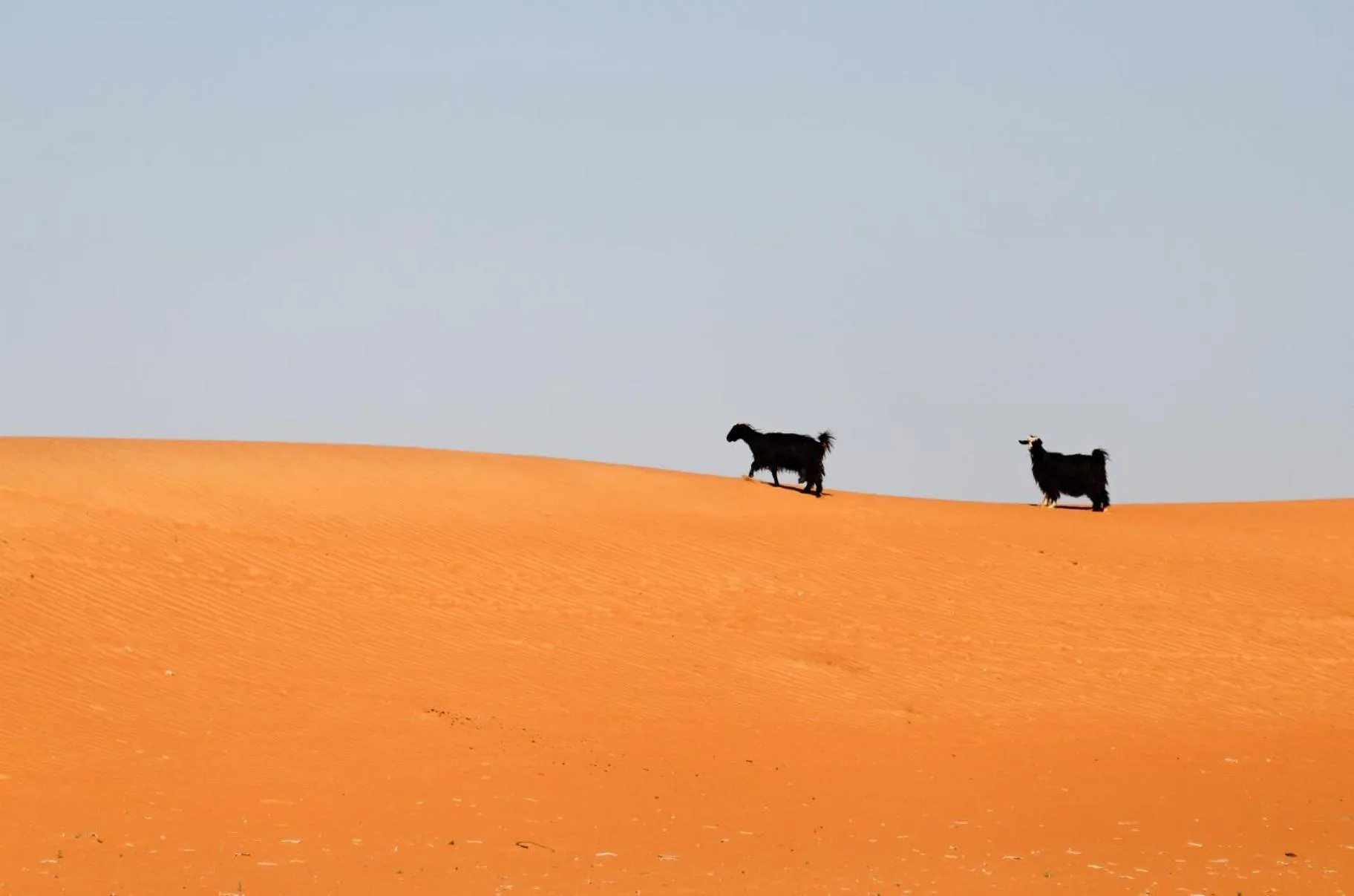 Animals in Desert Retreat Camp