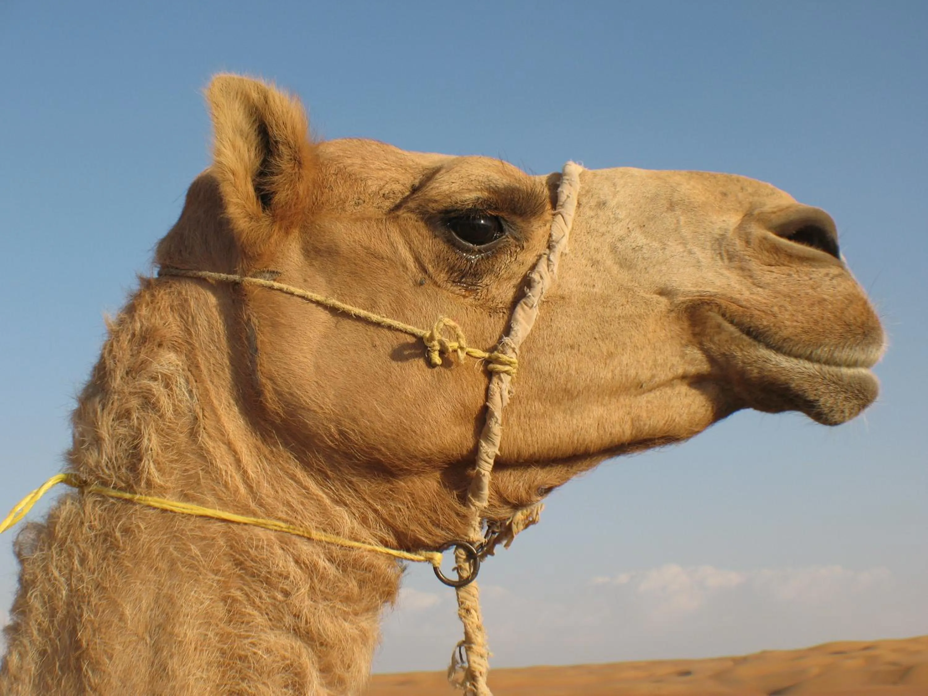Animals in Desert Retreat Camp