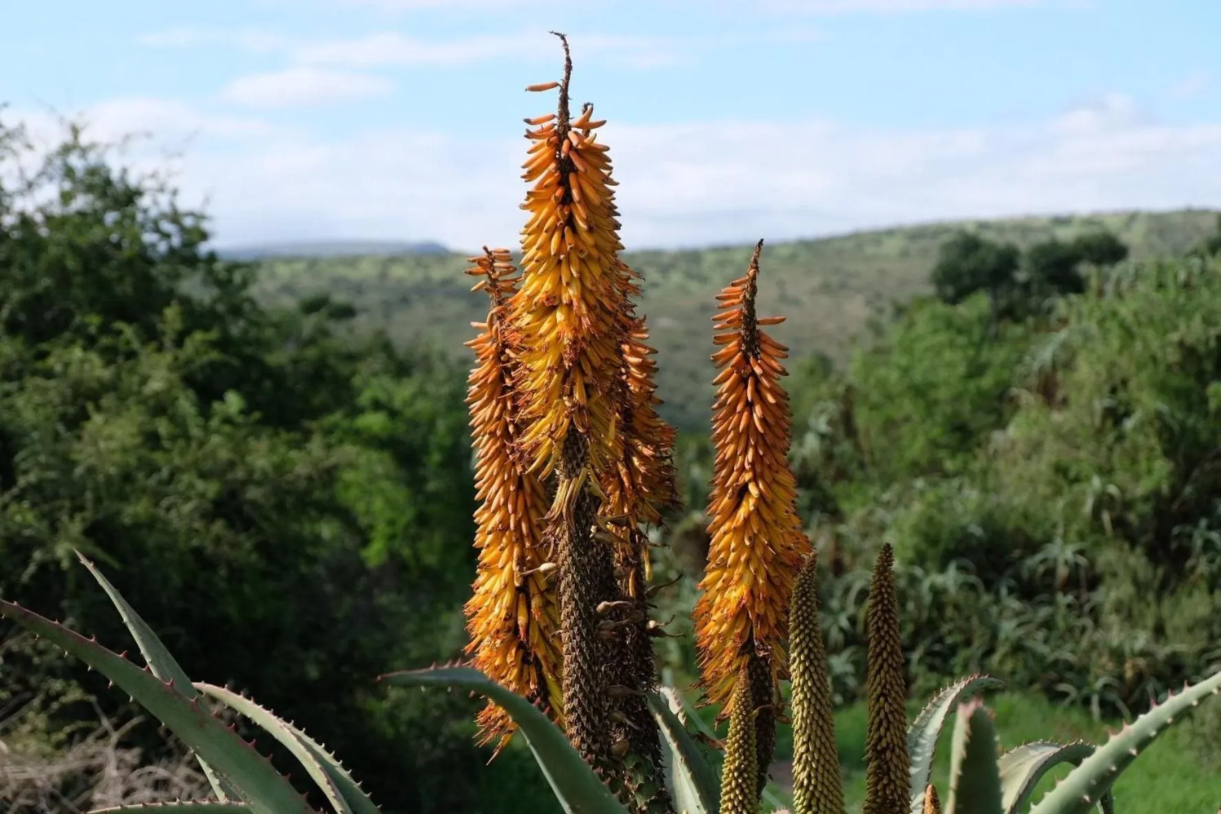 View (from property/room) in Seven Fountains Farm