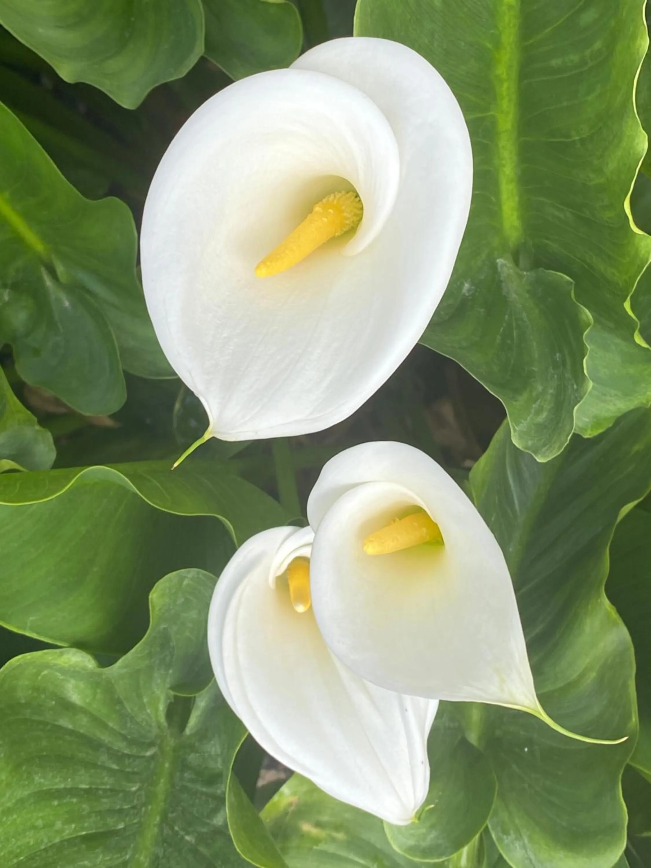 Spring in Antica Corte Milanese