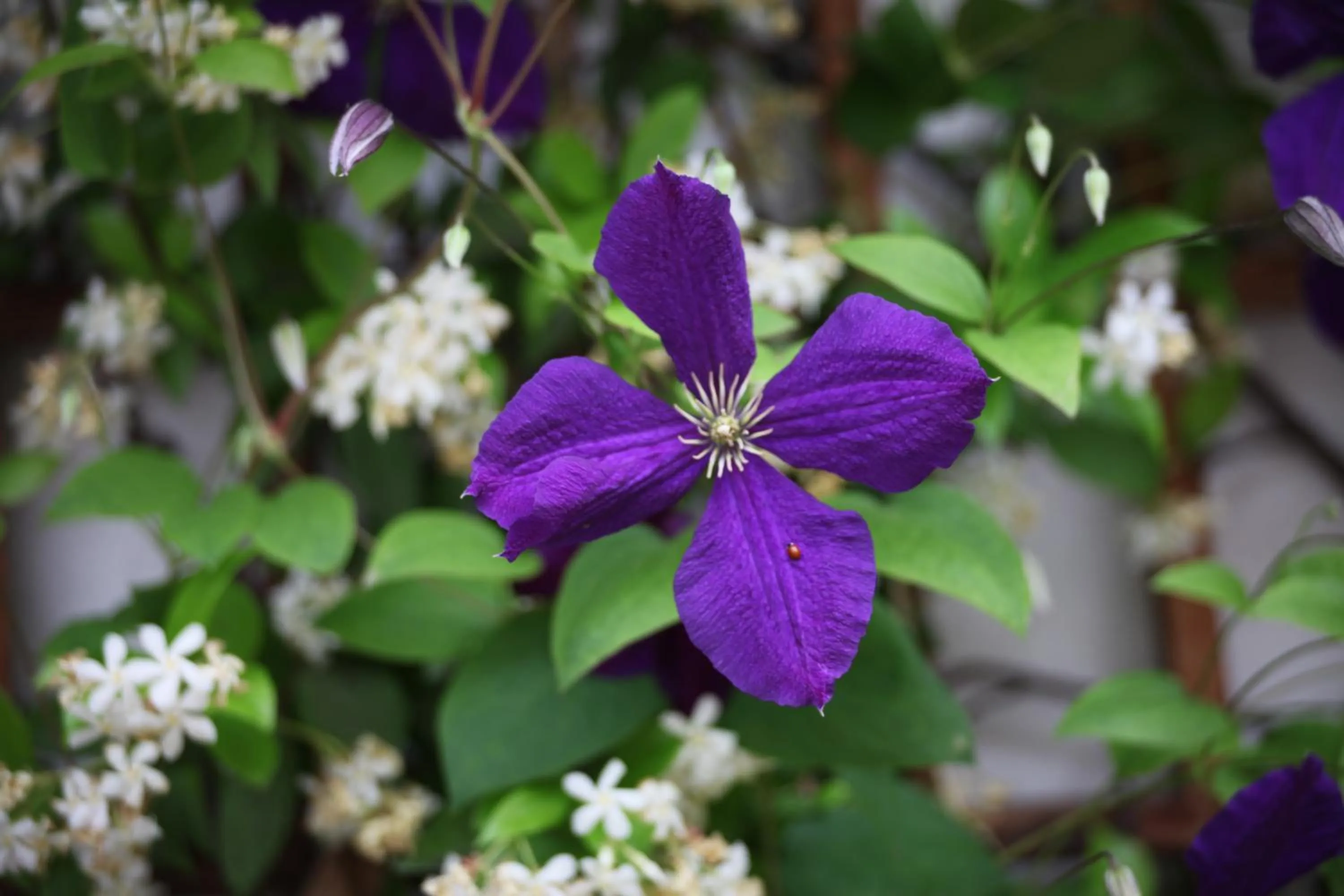 Spring in Antica Corte Milanese