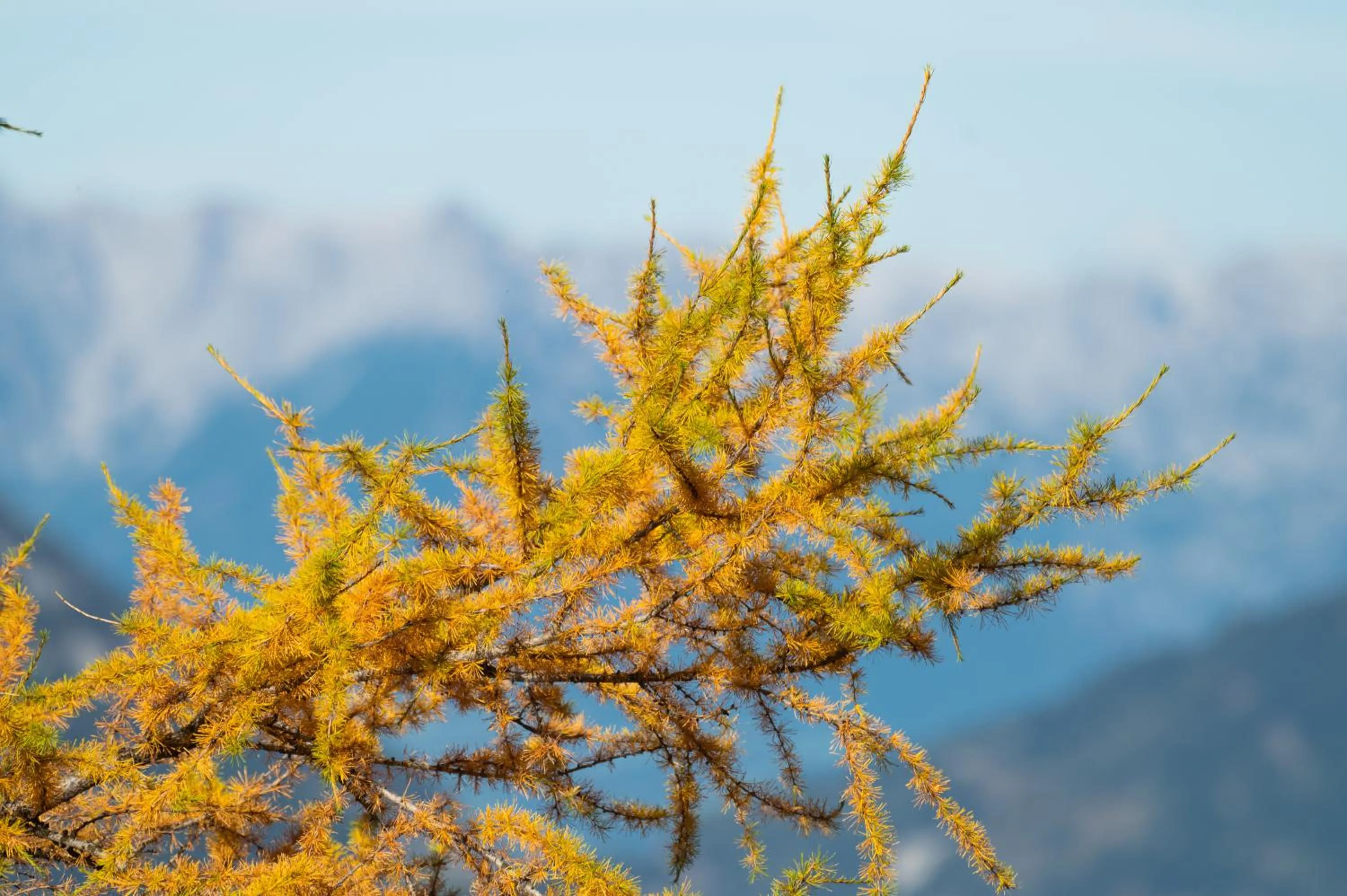 Activities in Hotel Gratz Großarl