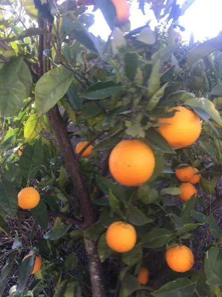 Garden in Hotel Torres I