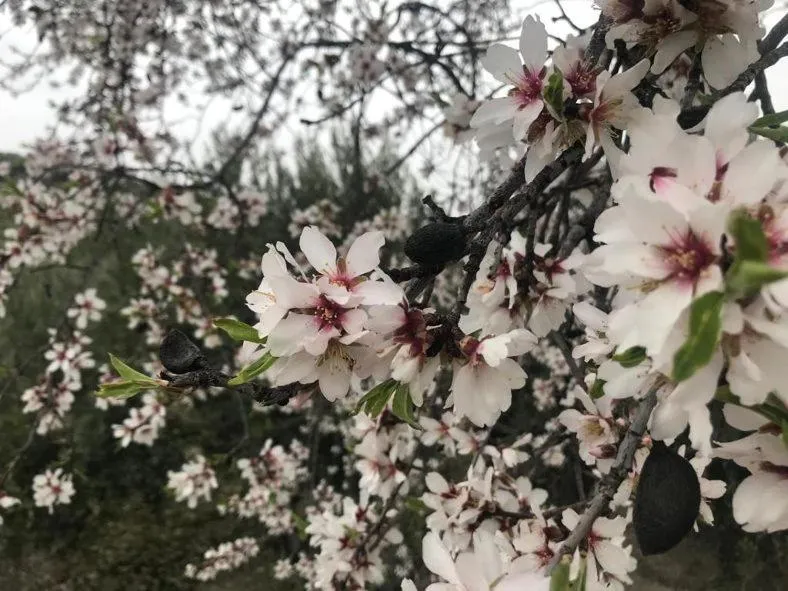 Garden in Hotel Torres I