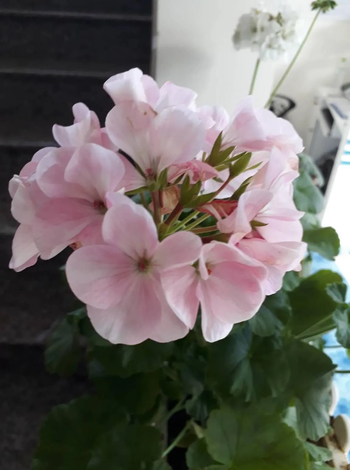 Garden in Cam Ly Homestay