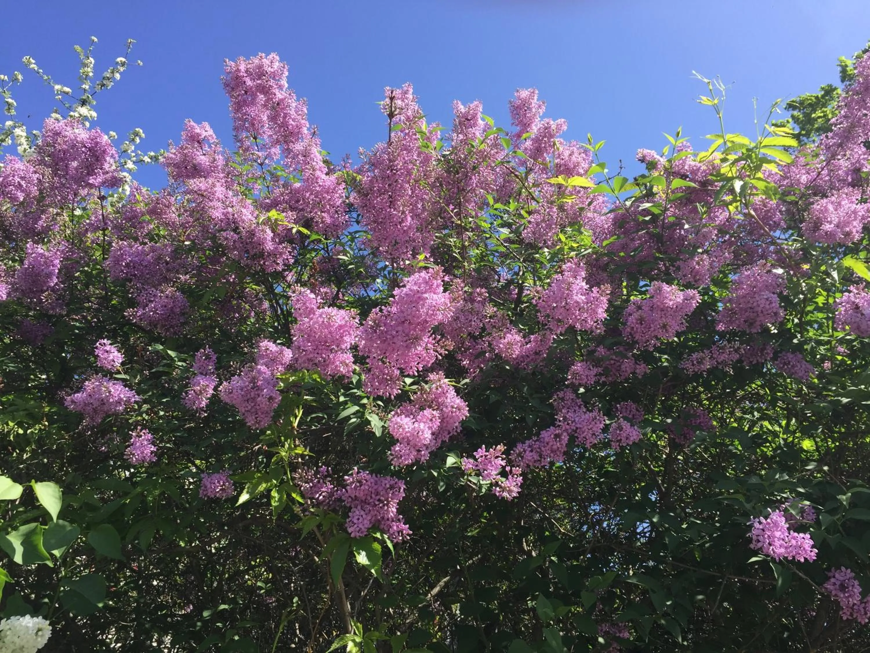 Garden in Borgs Villahotell och B&B