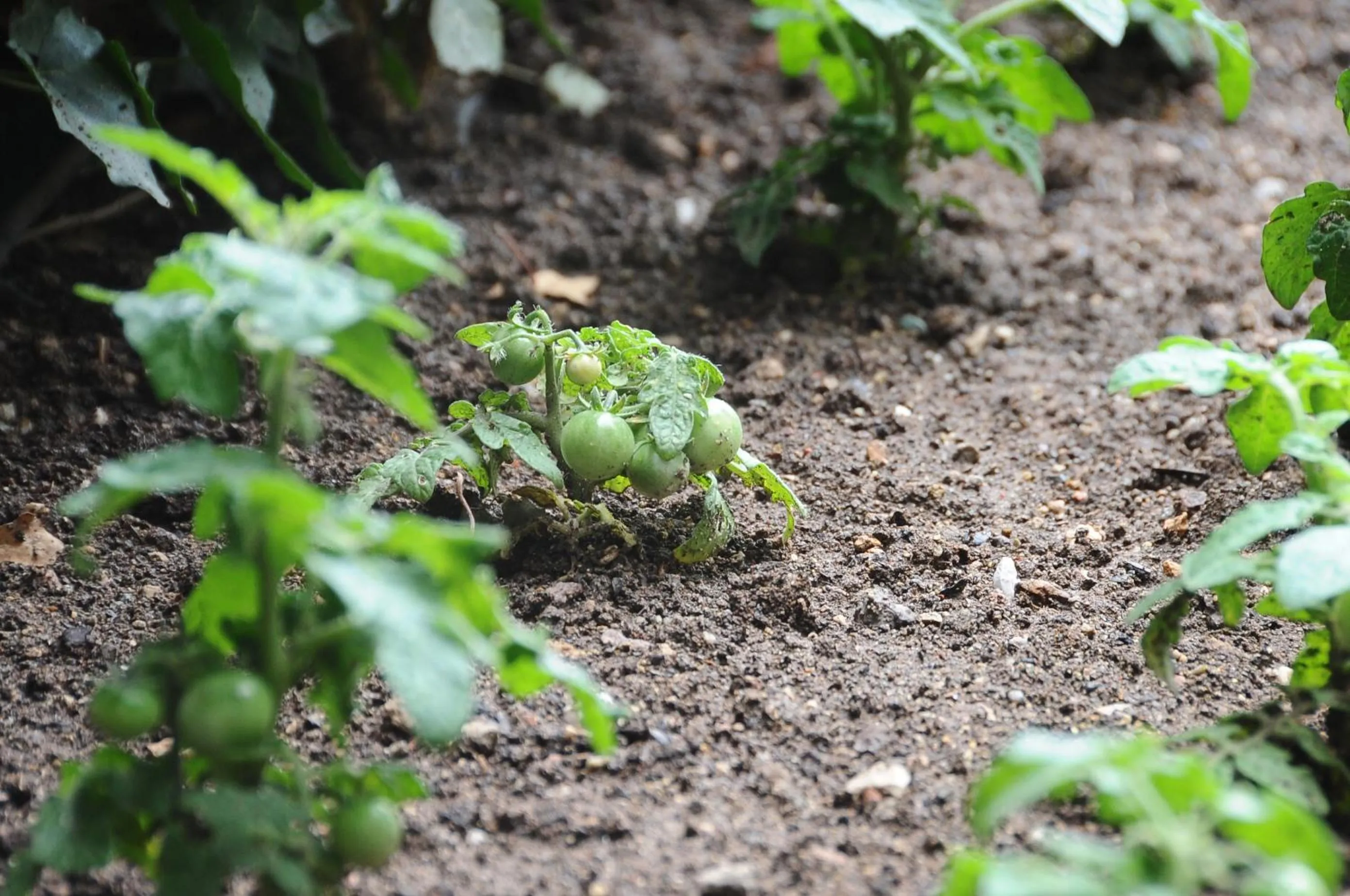 Restaurant/places to eat in Ontur Butik Hotel