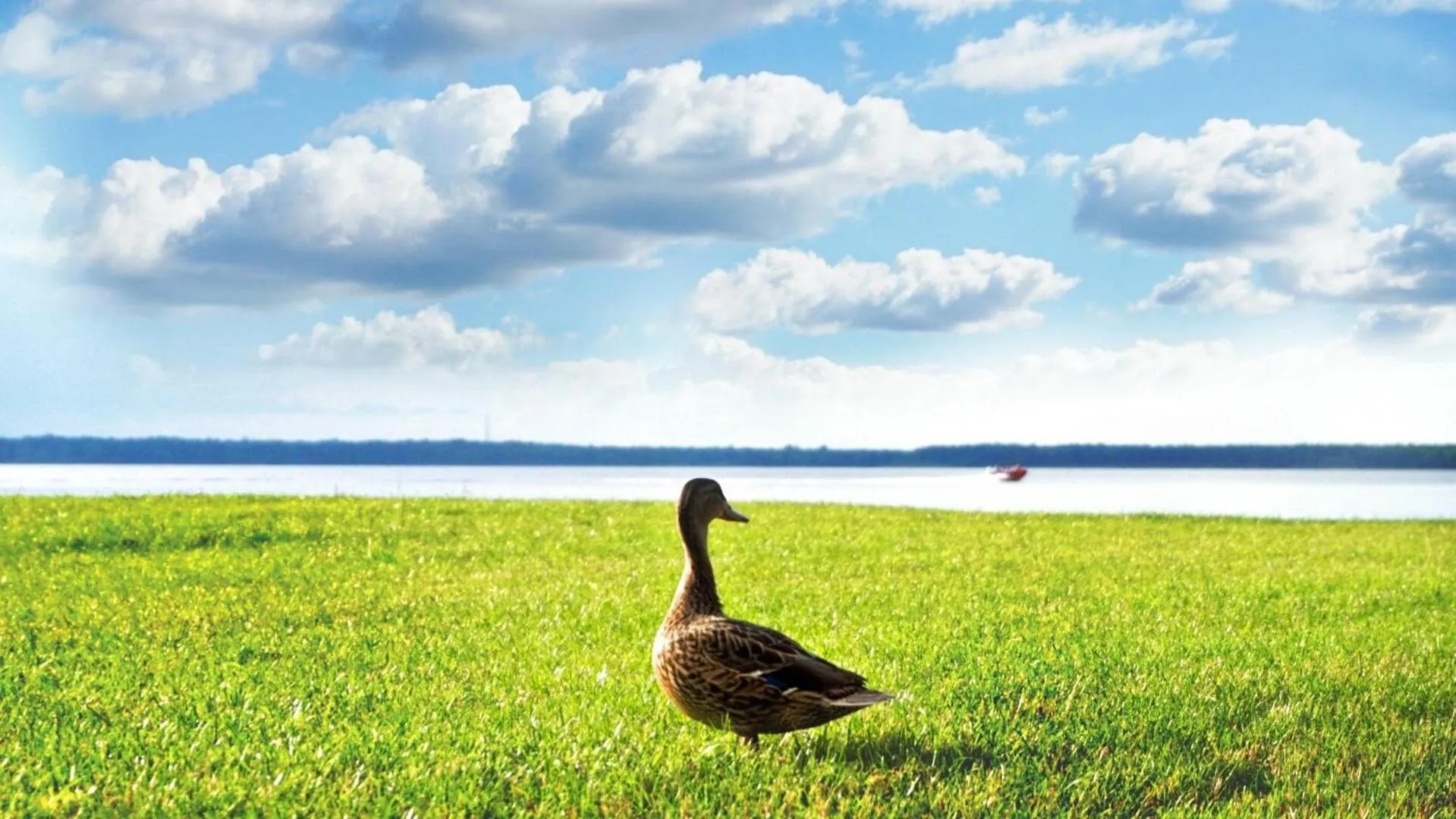 Animals in Žvejų užeiga