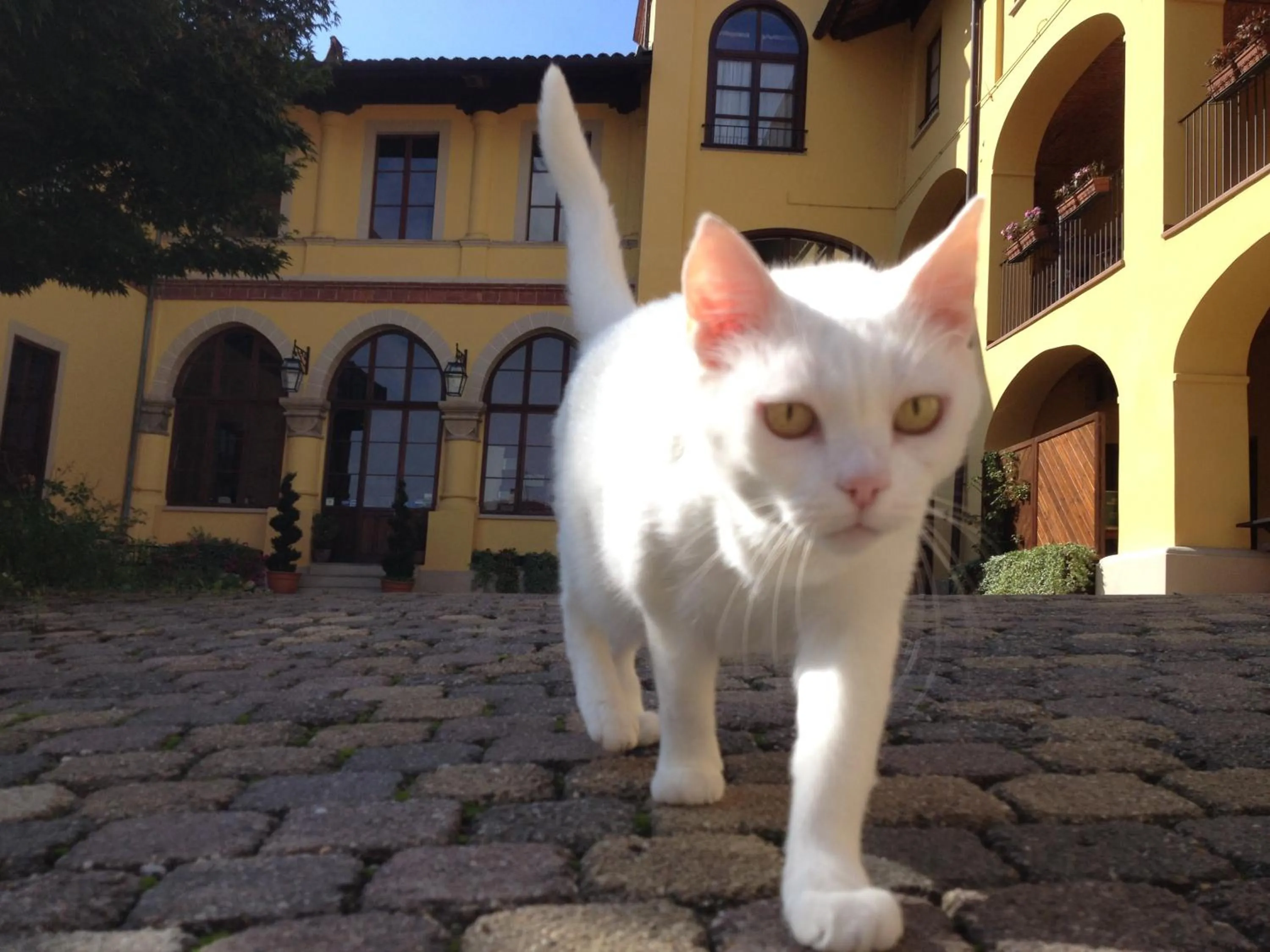 Pets in Villa Soleil