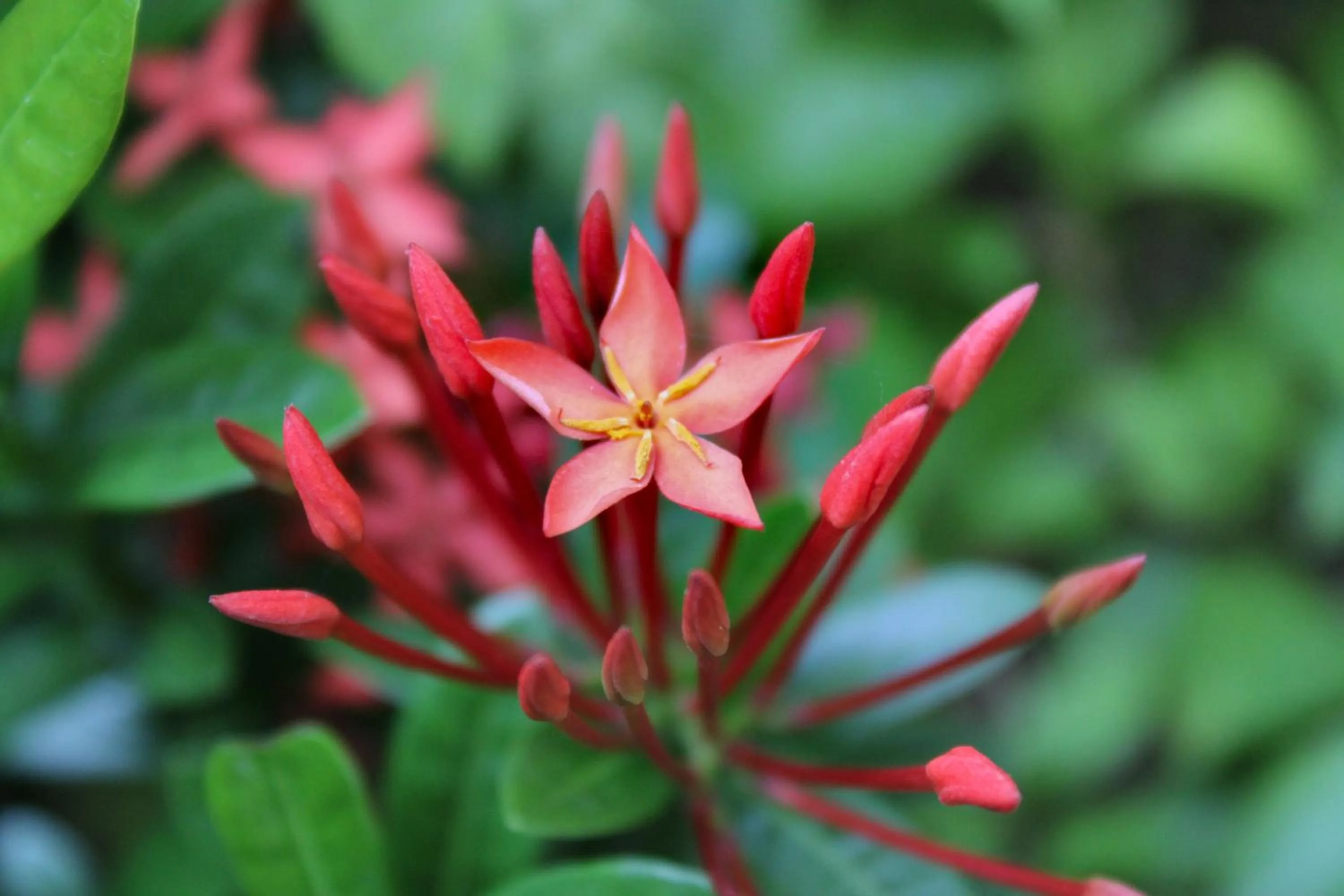 Garden in Villa Maly Boutique Hotel