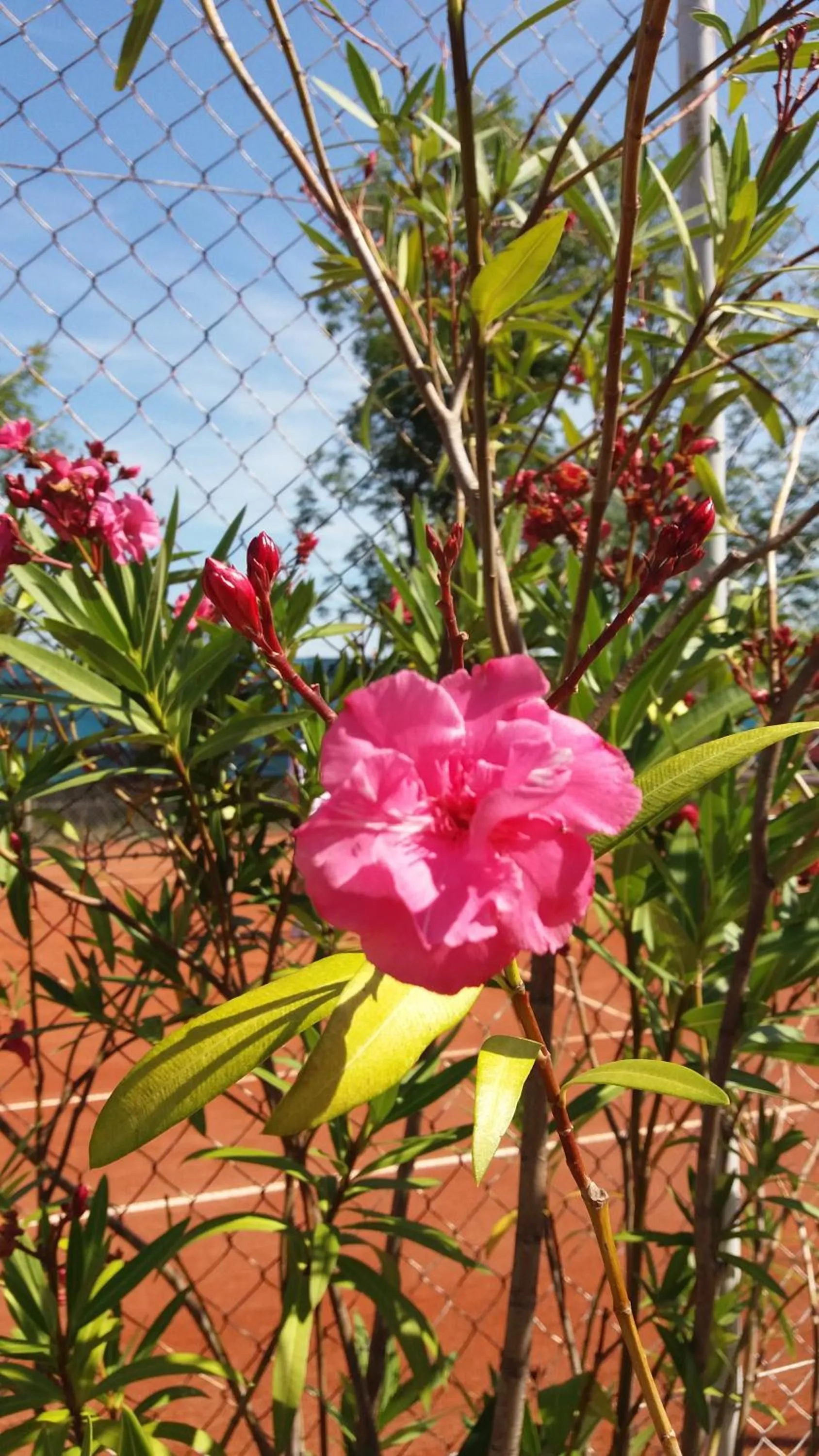 Garden in Hotel Khail