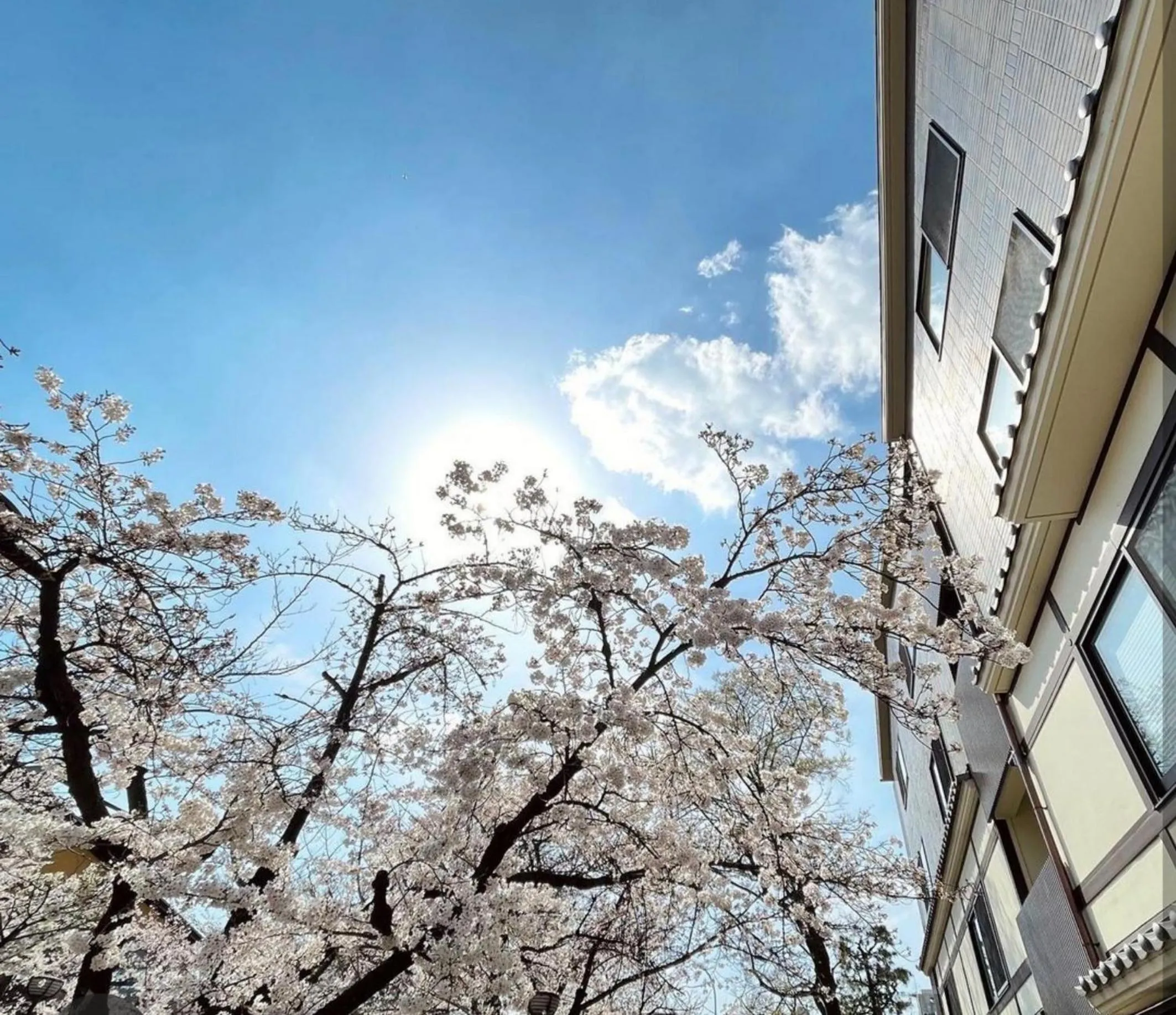 Spring in Hotel Alza Kyoto