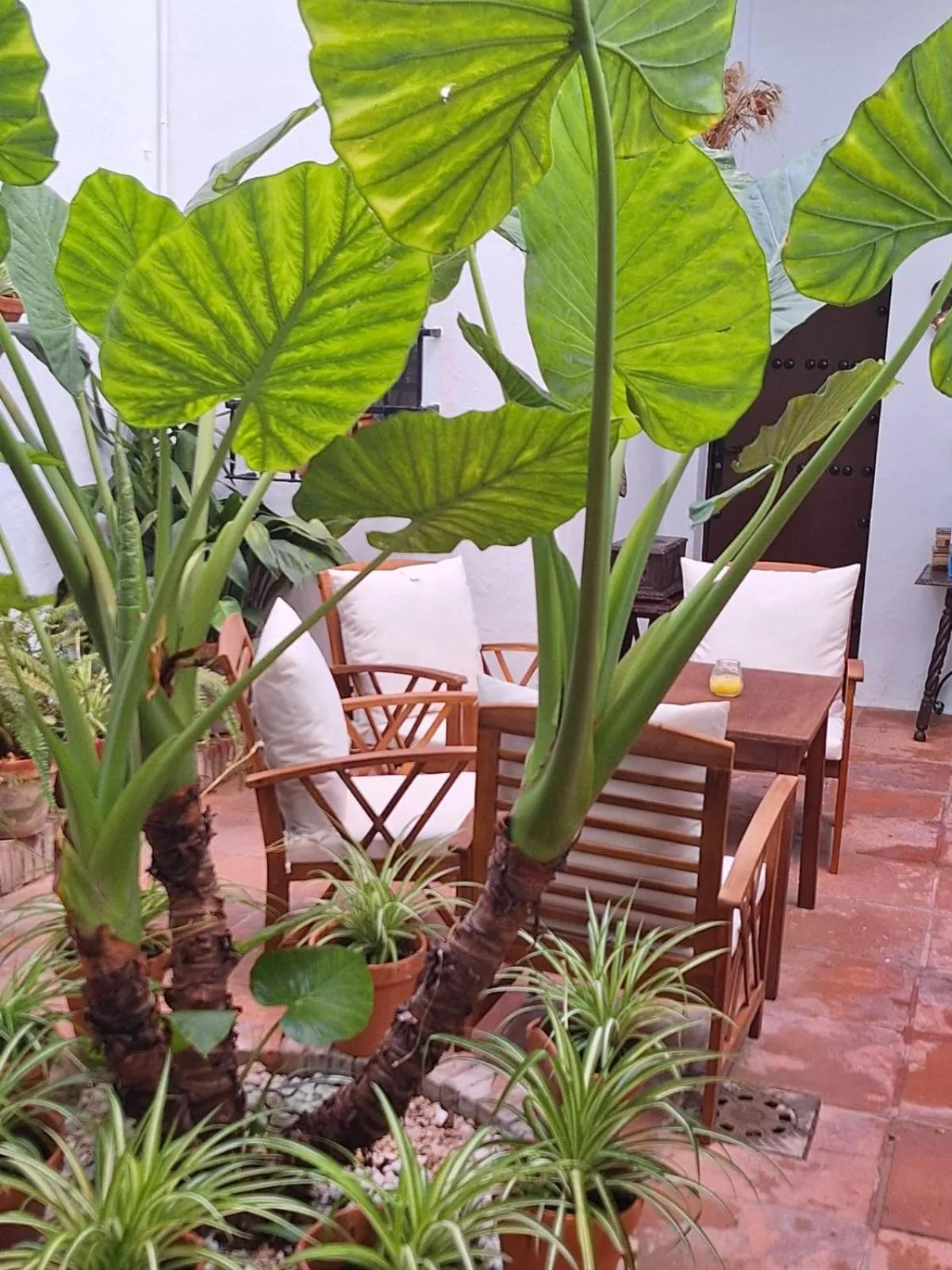 Patio in Hostal Gran Capitan