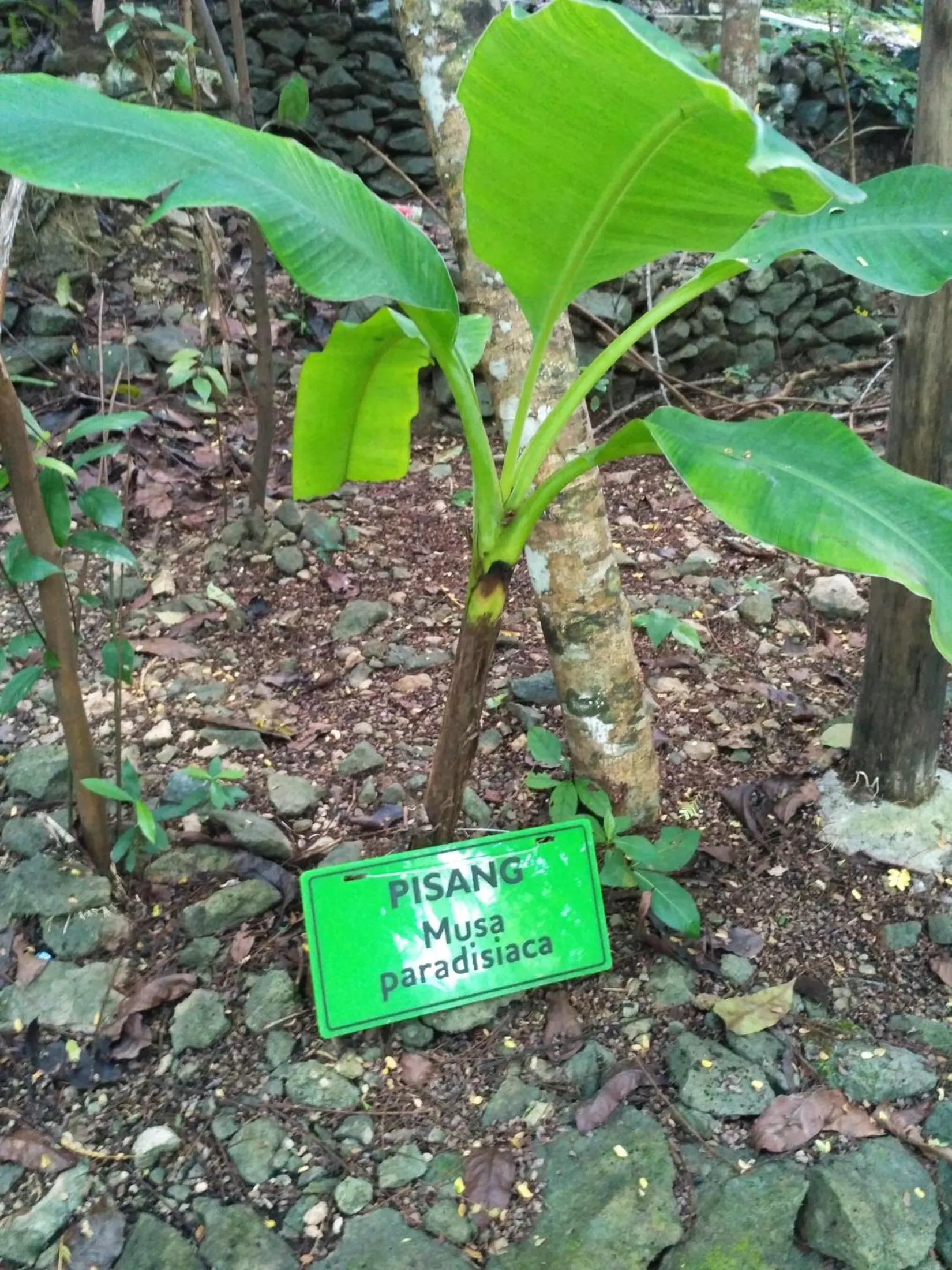 Garden in Hau Eco Lodges Citumang Pangandaran