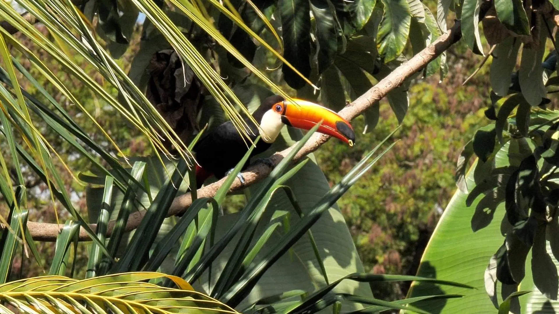 Garden in Pousada Surucuá - Bonito MS