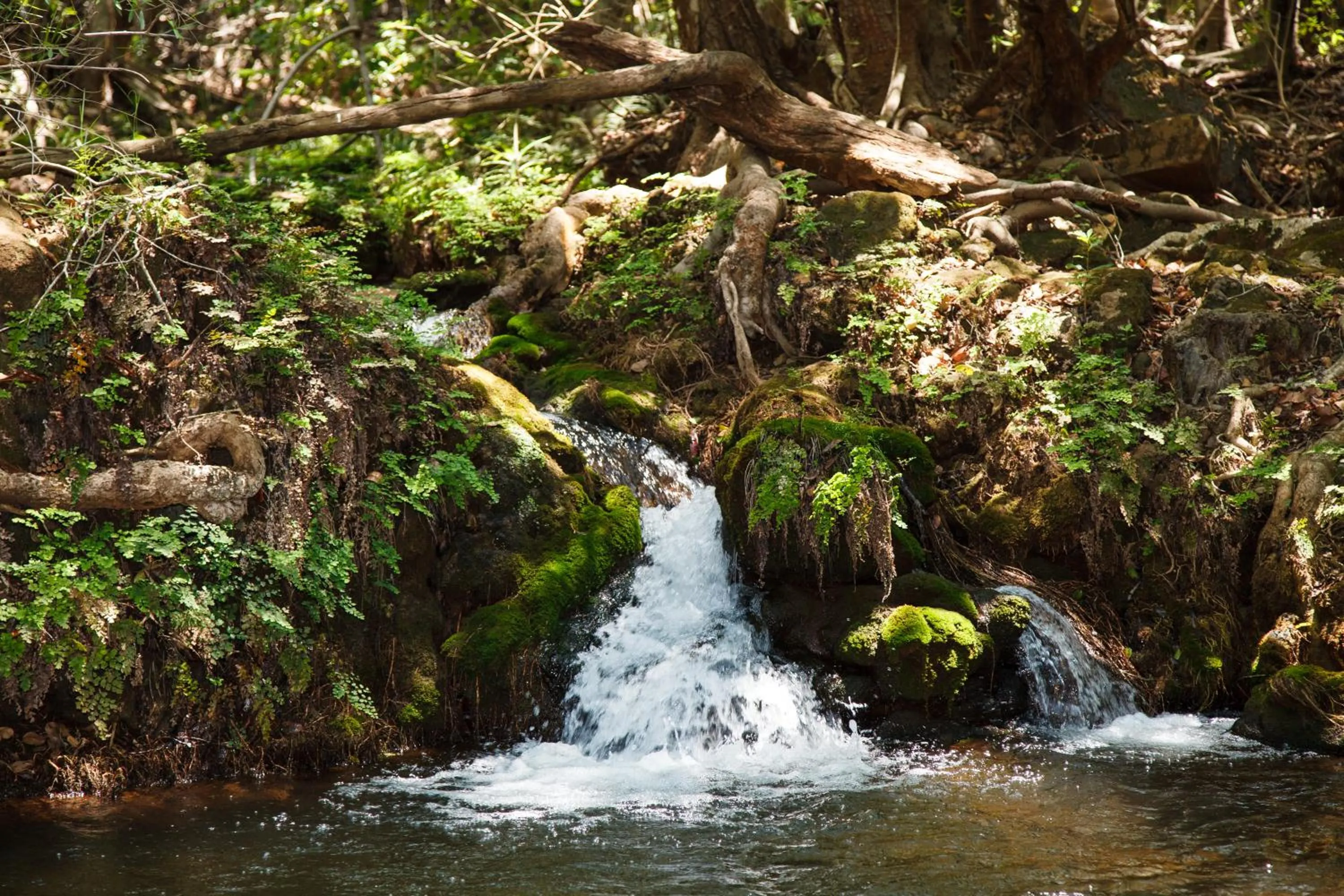 Natural landscape in Blyde Canyon, A Forever Resort