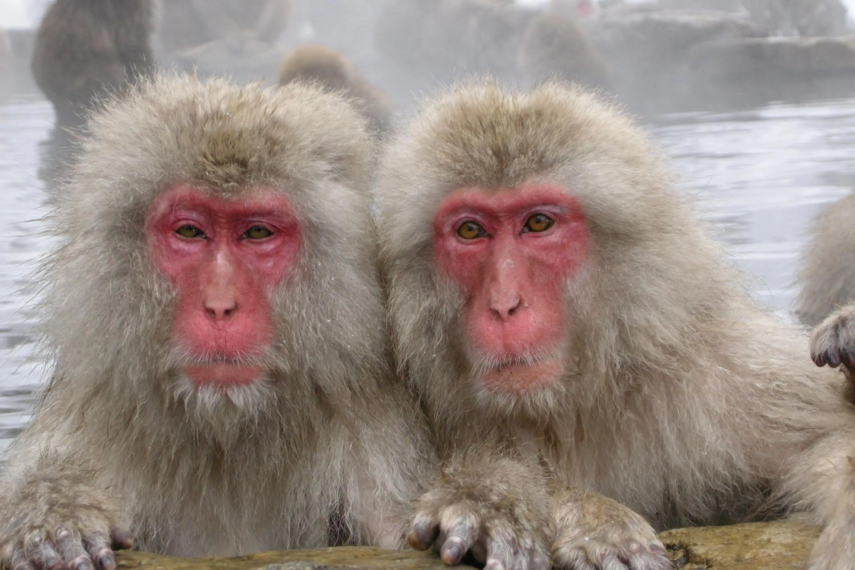 Other in Aburaya Tousen