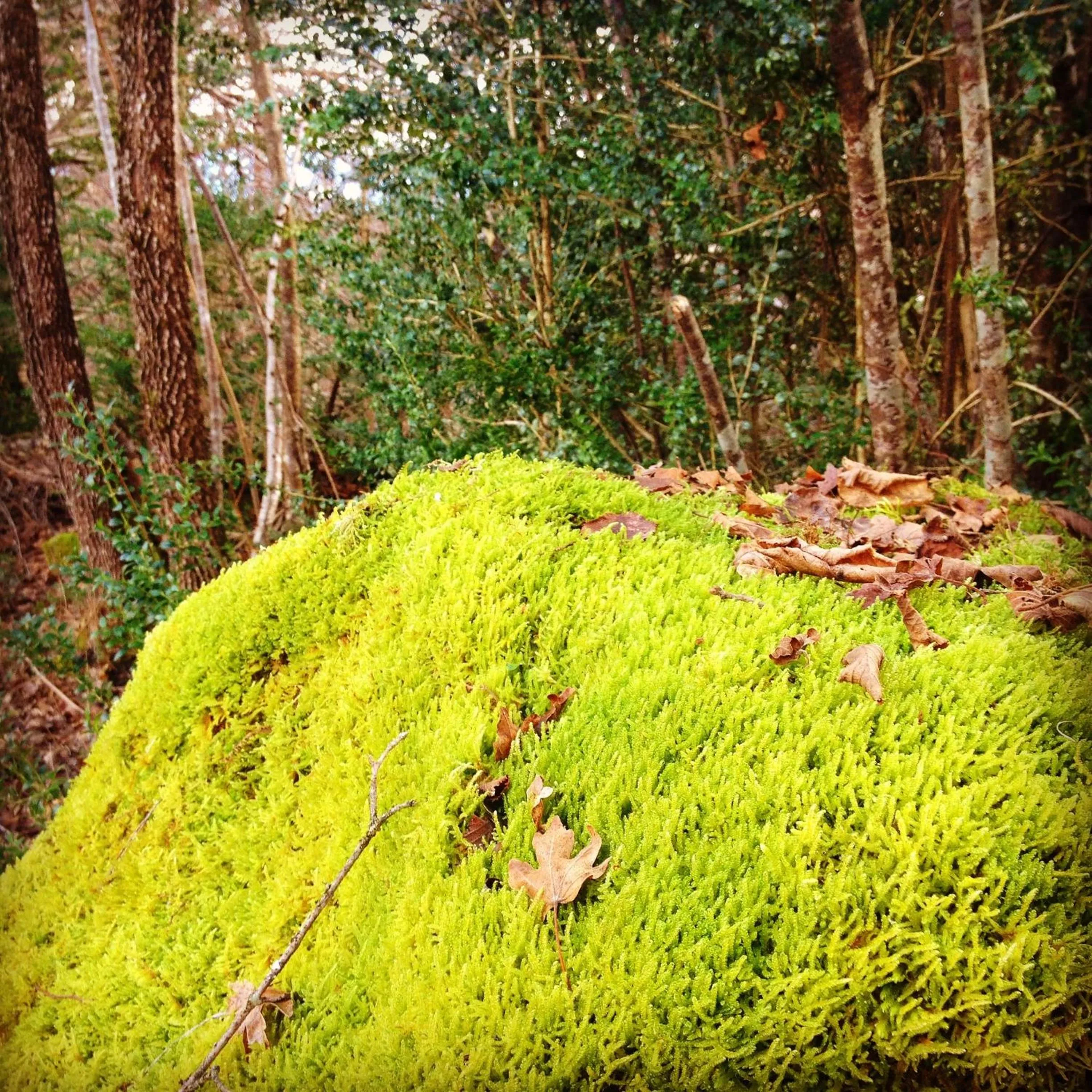 Spring in Hotel Diamó