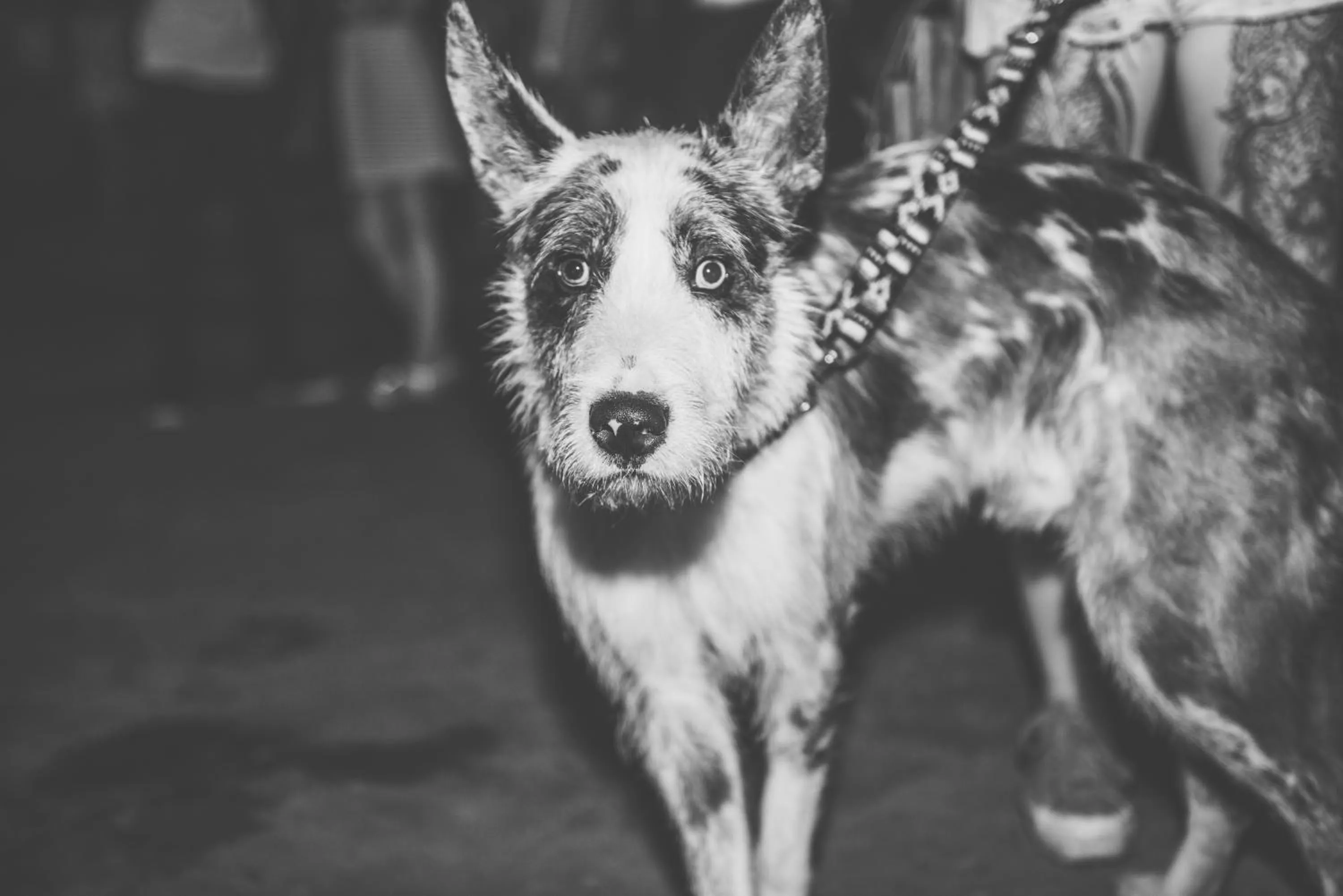 Pets in Downtown Forest Hostel & Camping