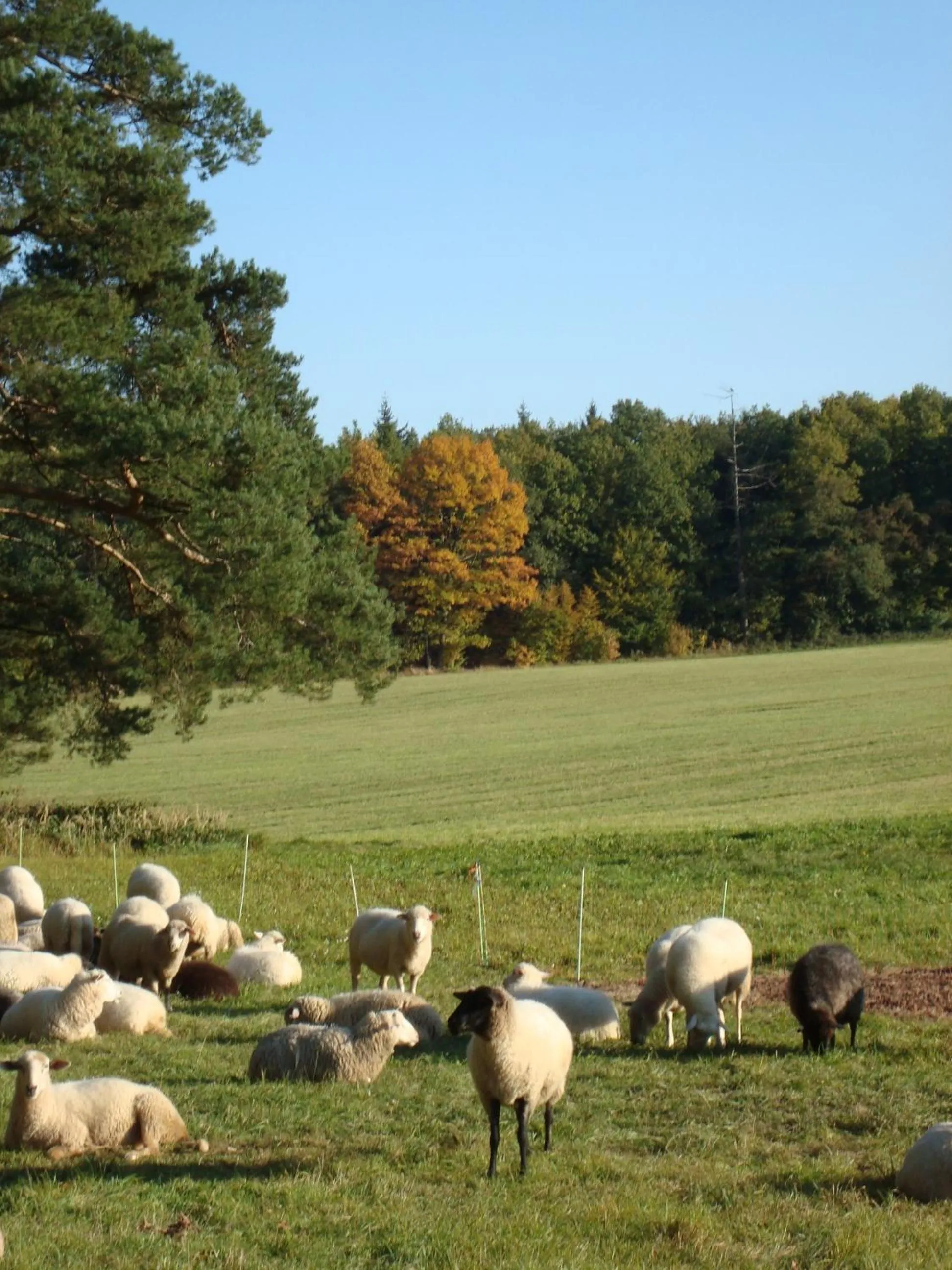 Animals in Landhotel Rangau Gasthof & Brennerei