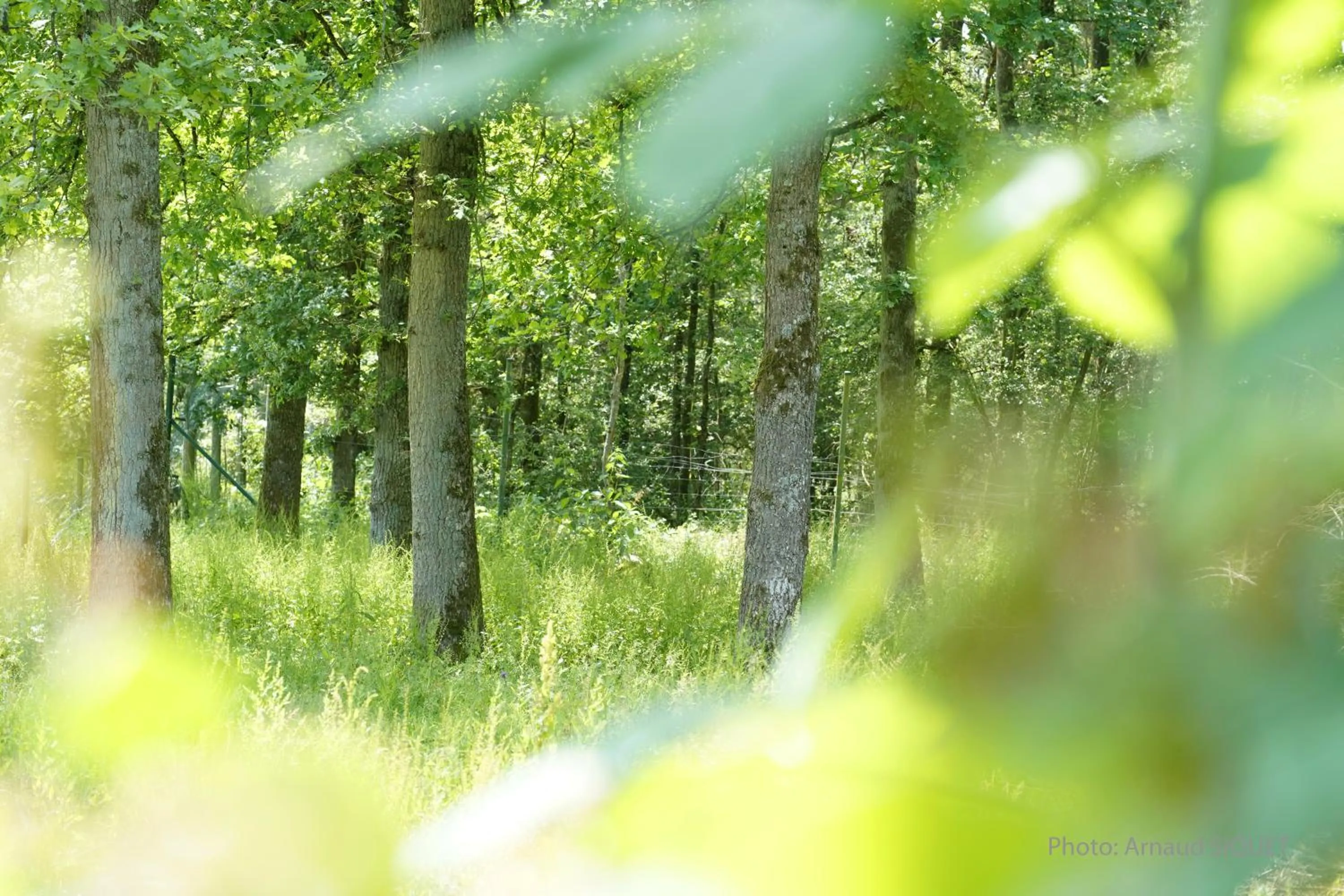 Natural landscape in Le jardin des Biches