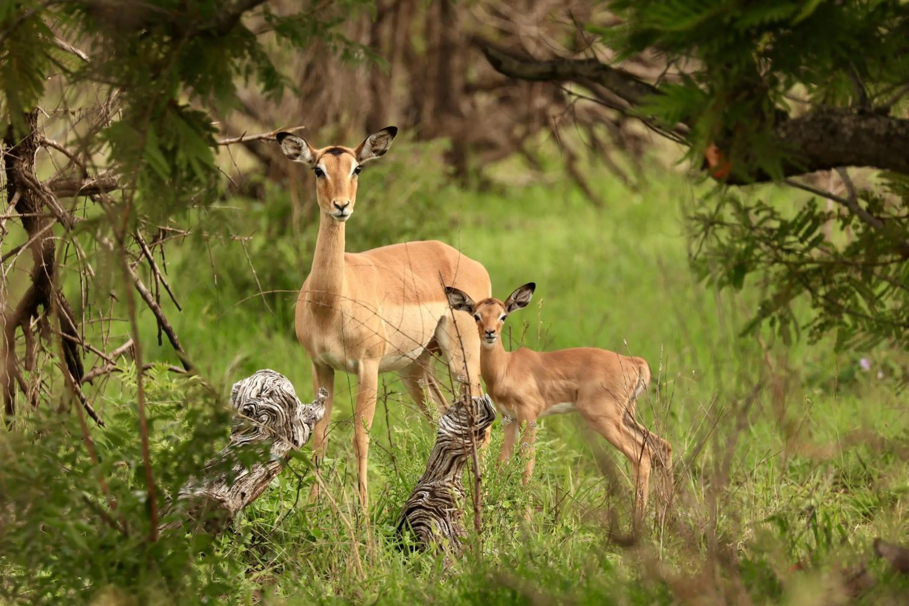 Animals in La Roca Guest House
