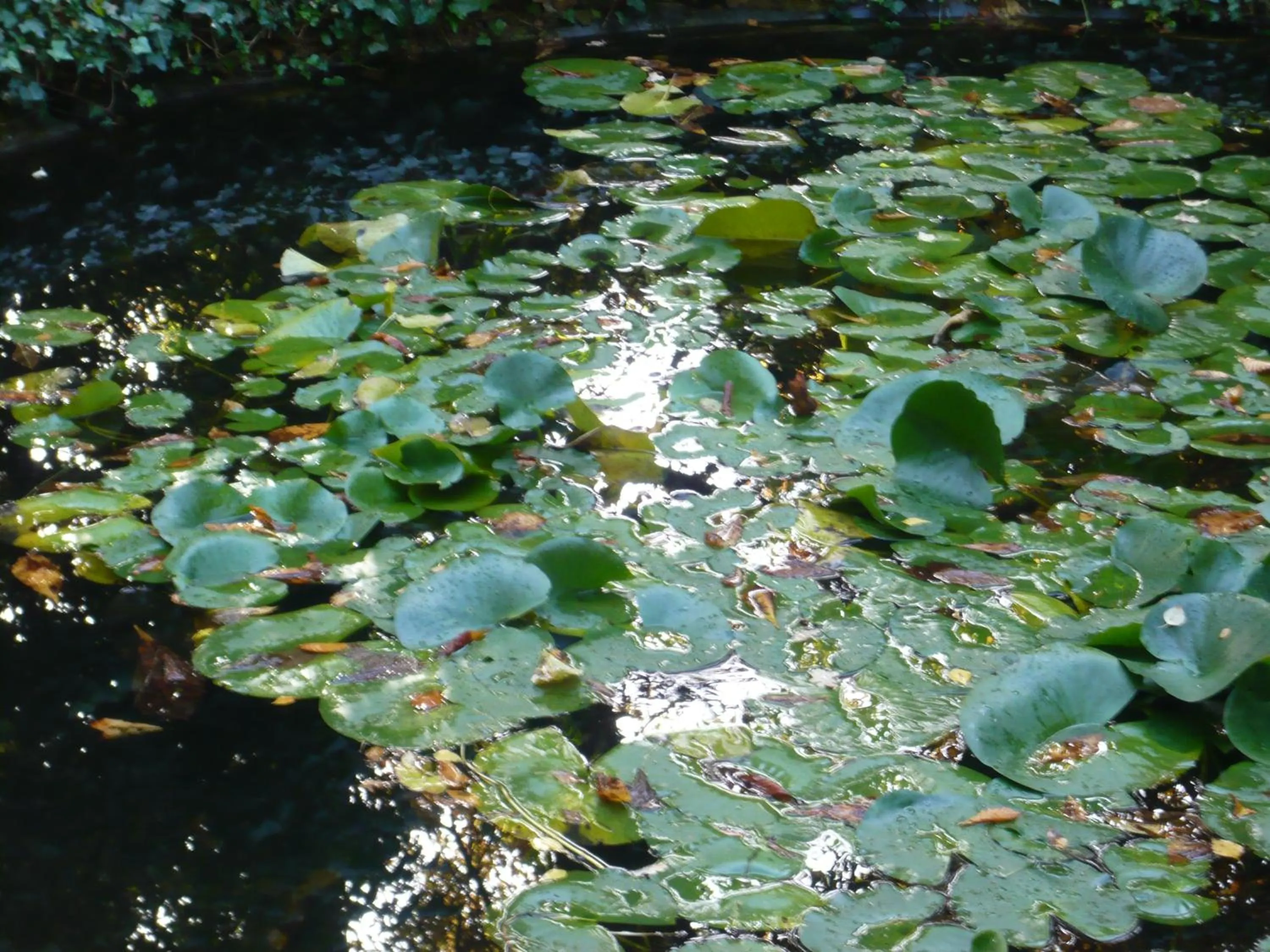 Garden in Le Grand Duc