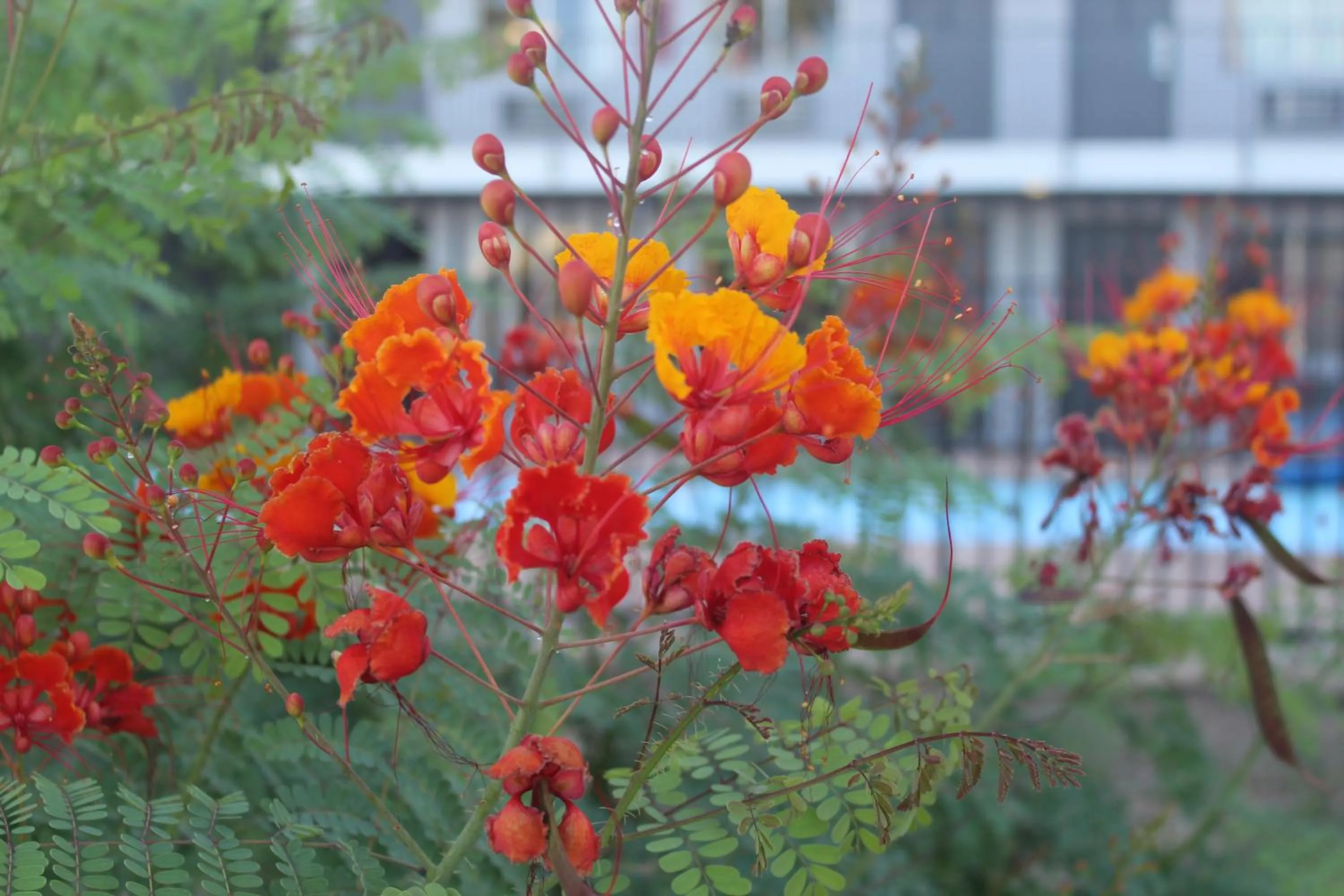 Garden in Minsk Hotels - Extended Stay, I-10 Tucson Airport