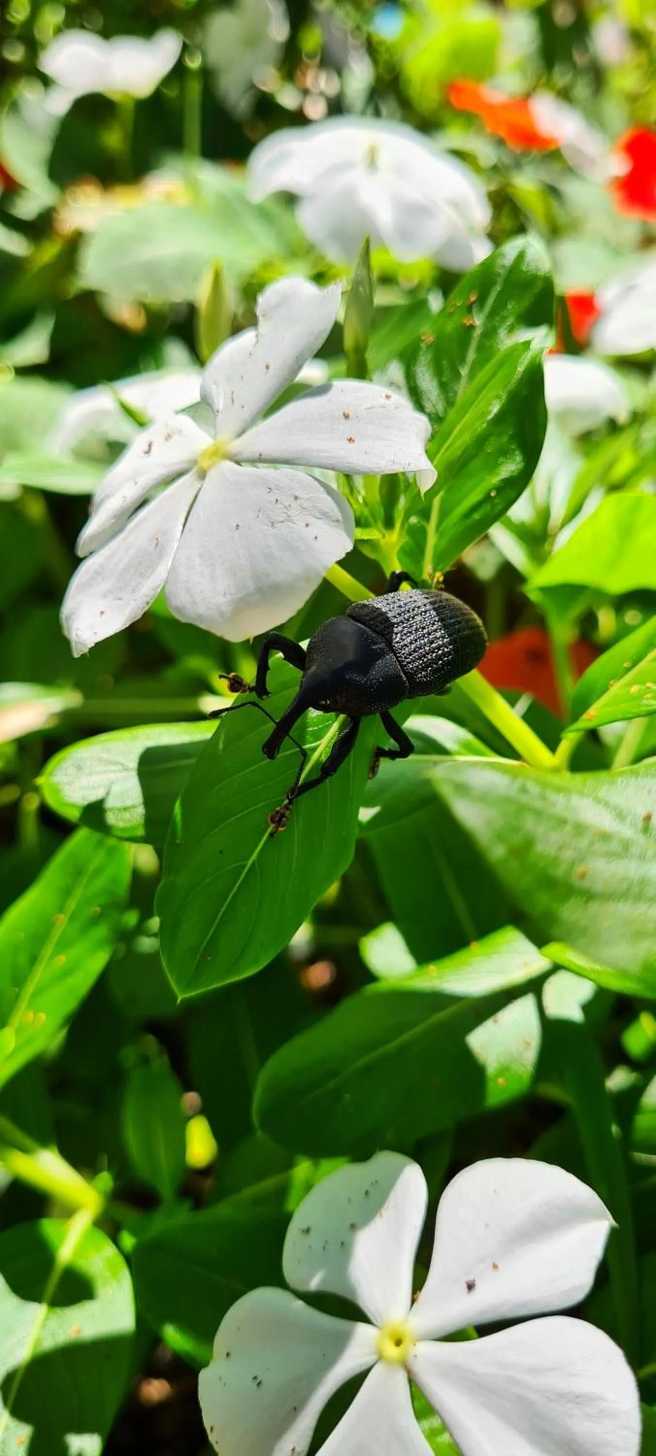 Animals in Pousada Areias do Embaú